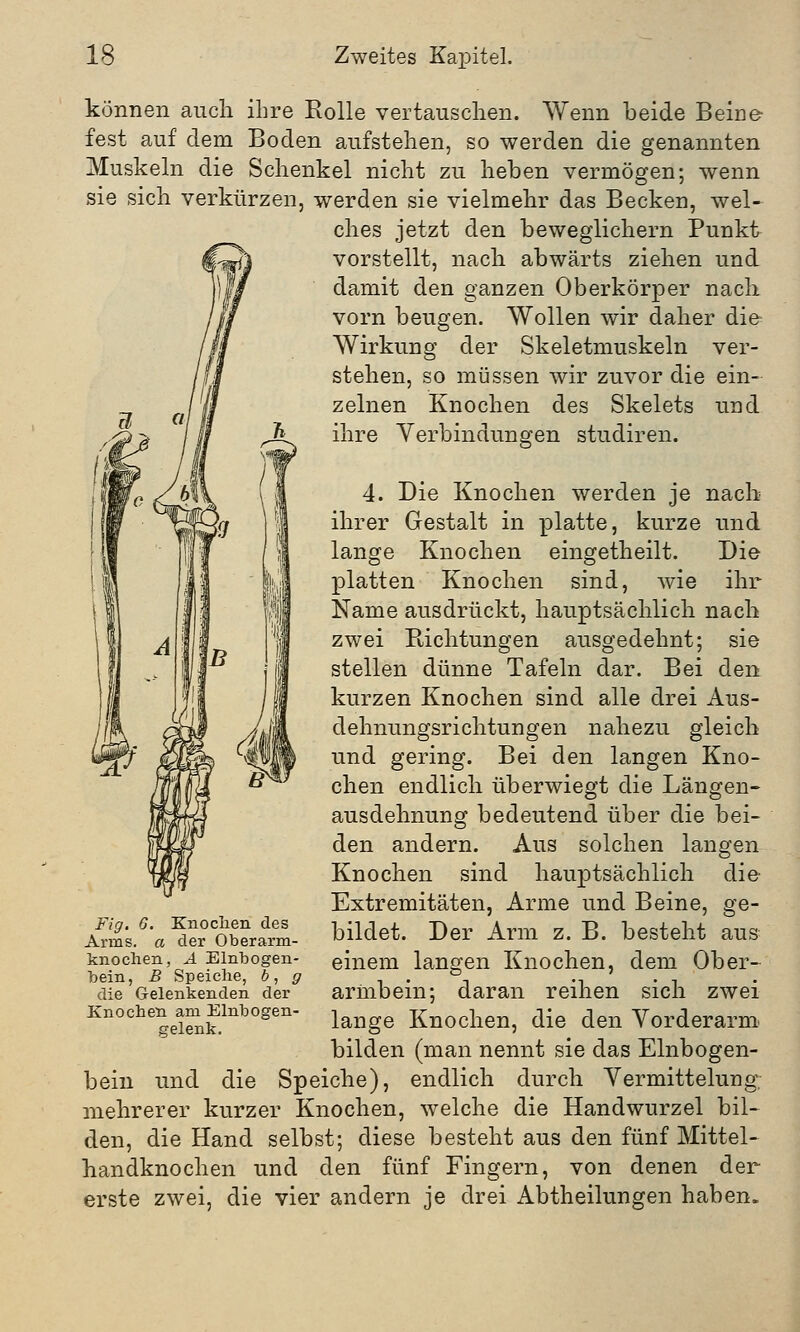können auch ihre Rolle vertauschen. Wenn beide Beine- fest auf dem Boden aufstehen, so werden die genannten Muskeln die Schenkel nicht zu heben vermögen; wenn sie sich verkürzen, werden sie vielmehr das Becken, wel- ches jetzt den beweglichem Punkt vorstellt, nach abwärts ziehen und damit den ganzen Oberkörper nach vorn beugen. Wollen wir daher die Wirkung der Skeletmuskeln ver- stehen, so müssen wir zuvor die ein- zelnen Knochen des Skelets und ihre Verbindungen studiren. 4. Die Knochen werden je nach ihrer Gestalt in platte, kurze und lange Knochen eingetheilt. Die platten Knochen sind, wie ihr Name ausdrückt, hauptsächlich nach zwei Richtungen ausgedehnt; sie stellen dünne Tafeln dar. Bei den kurzen Knochen sind alle drei Aus- dehnungsrichtungen nahezu gleich und gering. Bei den langen Kno- chen endlich überwiegt die Längen- ausdehnung bedeutend über die bei- den andern. Aus solchen langen Knochen sind hauptsächlich die Extremitäten, Arme und Beine, ge- bildet. Der Arm z. B. besteht aus einem langen Knochen, dem Ober- armbein; daran reihen sich zwei lange Knochen, die den Vorderarm bilden (man nennt sie das Elnbogen- bein und die Speiche), endlich durch Vermittekmg, mehrerer kurzer Knochen, welche die Handwurzel bil- den, die Hand selbst; diese besteht aus den fünf Mittel- handknochen und den fünf Fingern, von denen der erste zwei, die vier andern je drei Abtheilungen haben. Fig. 6. Knochen des Arms, a der Oberarm- knochen, A Elnbogen- bein, B Speiche, b, g die Gelenkenden der Knochen am Elnbogen- gelenk.