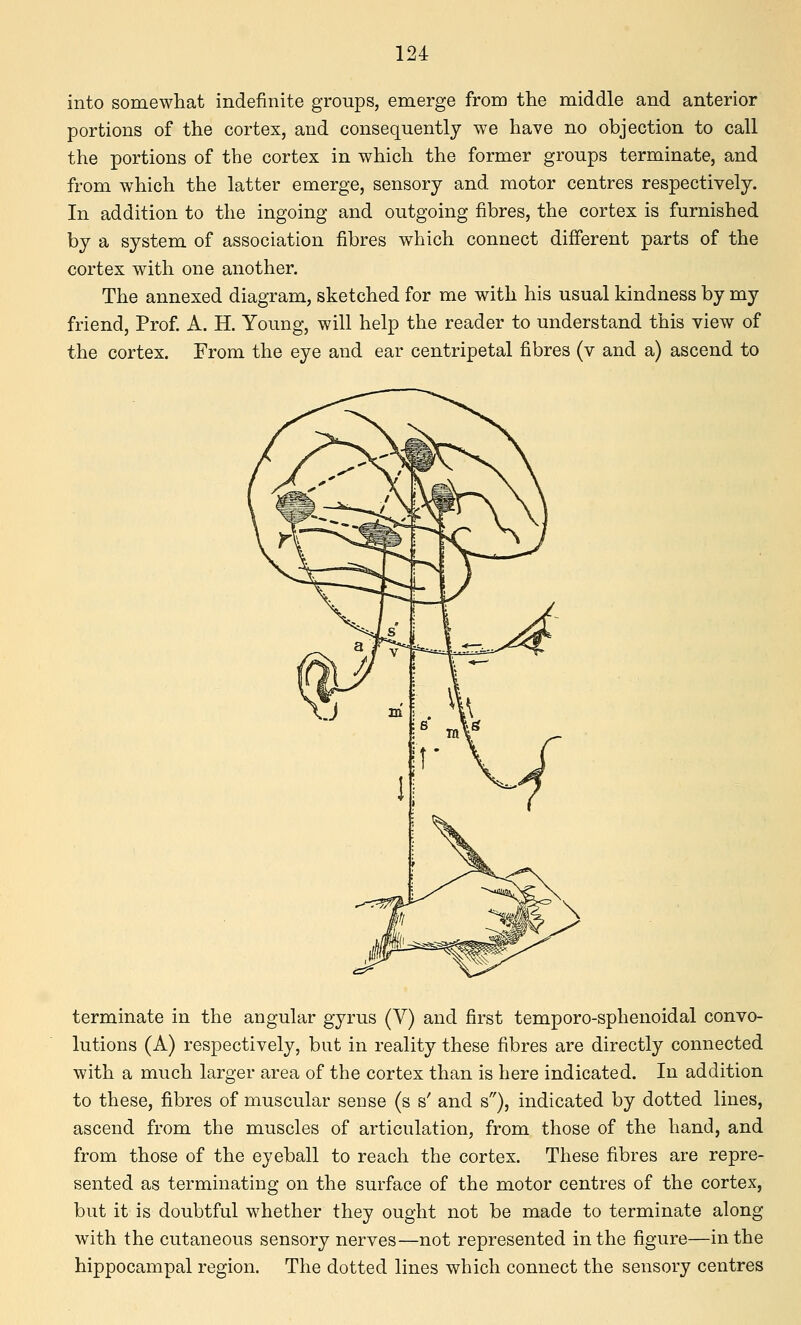 into somewhat indefinite groups, emerge from the middle and anterior portions of the cortex, and consequently we have no objection to call the portions of the cortex in which the former groups terminate, and from which the latter emerge, sensory and motor centres respectively. In addition to the ingoing and outgoing fibres, the cortex is furnished by a system of association fibres which connect different parts of the cortex with one another. The annexed diagram, sketched for me with his usual kindness by my friend. Prof. A. H. Young, will help the reader to understand this view of the cortex. From the eye and ear centripetal fibres (v and a) ascend to terminate in the angular gyrus (V) and first temporo-sphenoidal convo- lutions (A) respectively, but in reality these fibres are directly connected with a much larger area of the cortex than is here indicated. In addition to these, fibres of muscular sense (s s' and s), indicated by dotted lines, ascend from the muscles of articulation, from those of the hand, and from those of the eyeball to reach the cortex. These fibres are repre- sented as terminating on the surface of the motor centres of the cortex, but it is doubtful whether they ought not be made to terminate along with the cutaneous sensory nerves—not represented in the figure—in the hippocampal region. The dotted lines which connect the sensory centres
