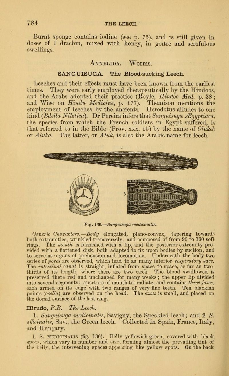 Burnt sponge contains iodine (see p. 75), and is still given in doses of 1 drachm, mixed with honey, in goitre and scrofulous swellings, Annelida. Worms. SANGUISUGA. The Blood-sucking Leech. Leeches and their effects must have been known from the earliest times. They were early employed therapeutically by the Hindoos, and the Arabs adopted their practice (Royle, Hindoo Med. p. 38 ; and Wise on Hindu Medicine, p. 177). Themison mentions the employment of leeches by the ancients. Herodotus alludes to one kind (Bdella Nilotica). Dr Pereira infers that Sanguisuga u^gyptiaca, the species from which the French soldiers in Egypt suffered, is that referred to in the Bible (Prov. xxx. 15) by the name of OluJceh or Aluka, The latter, or Aluh, is also the Arabic name for leech. Fig. 136,—Sanguisuga medicinalis, (xeneric Characters,—Body elongated, plano-convex, tapering towards both extremities, wrinkled transversely, and composed of from 90 to 100 soft rings. The Qiiouth is furnished with a lip, and the posterior extremity pro- vided with a flattened disk, both adapted to lix upon bodies by suction, and to serve as organs of prehension and locomotion. Underneath the body two series o^ pores are observed, which lead to as many interior respiratory sacs. The intestinal canal is straight, inflated from space to space, as far as two- thirds of its length, where there are two caeca. The blood swallowed is preserved there red and unchanged for many weeks ; the upper lip divided into several segments; ap<?rture of mouth tri-radiate, and contains three jaws, each armed on its edge with two ranges of very fine teeth. Ten blackish points {ocella) are observed on the head. The anus is small, and placed on the dorsal surface of the last ring. Hirudo, P.B. The Leech. 1. Sanguisuga medicinalis, Savigny, the Speckled leech; and 2. S. officinalis, Sav., the Green leech. Collected in Spain, France^ Italy, and Hungary. 1. S. MEDiciNALis (fig. 136). Bellv yellowish-green, covered with black pqwts, which vary in number and size, forming almost the prevailing tint of tlie belly, the intervening spaces appearing like yellow spots. On the back