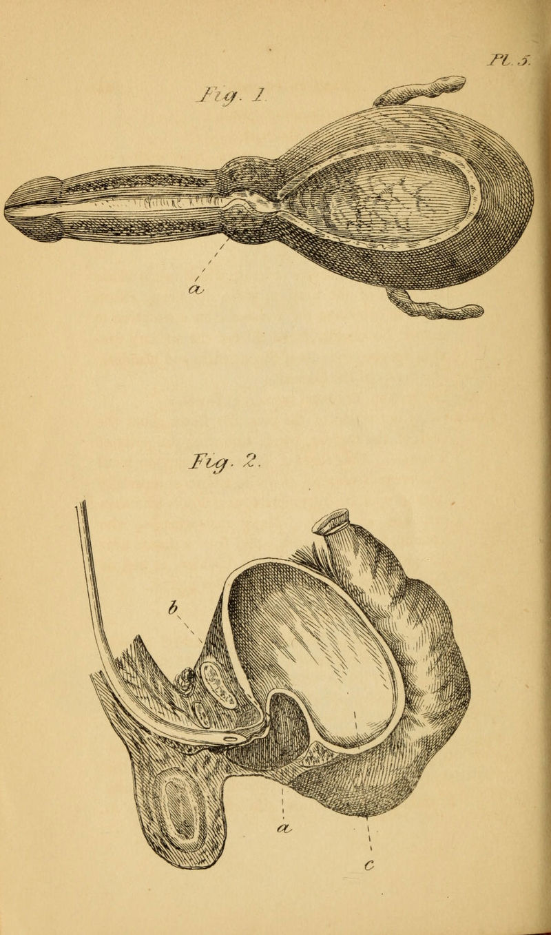 ri. ji Fig. 1 Fv9.