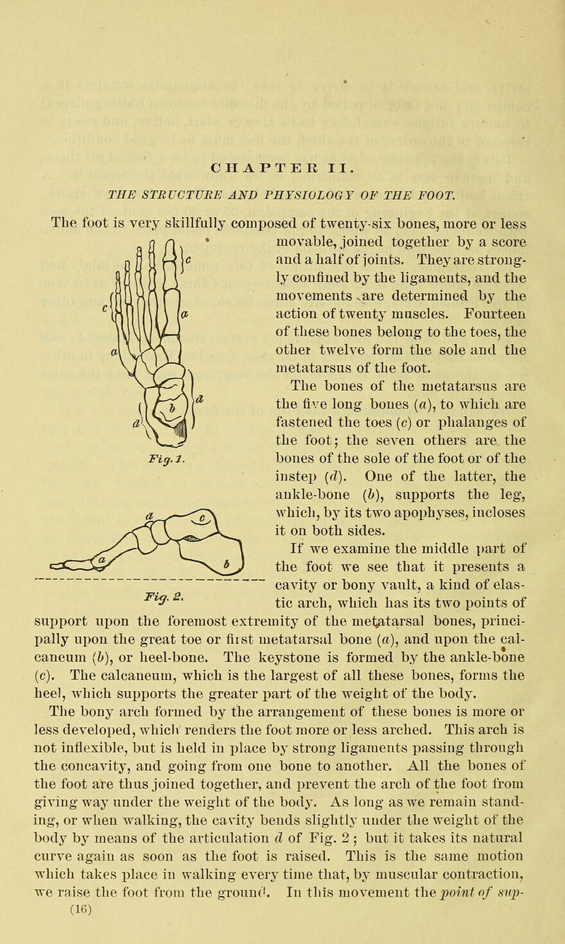 CHAPTER II. THE STEUCTUBE AND PHYSIOLOGY OF THE FOOT. The foot is very skillfully composed of twenty-six bones, more or less movable, joined together by a score and a half of joints. They are strong- ly confined by the ligaments, and the movements «.are determined by the action of twenty muscles. Fourteen of these bones belong to the toes, the other twelve form the sole and the metatarsus of the foot. The bones of the metatarsus are the five long bones (a), to which are fastened the toes (c) or phalanges of the foot; the seven others are the Fiff.i. bones of the sole of the foot or of the instep {d). One of the latter, the ankle-bone (b), supports the leg, which, by its two apophyses, incloses it on both sides. If we examine the middle part of the foot we see that it presents a cavity or bony vault, a kind of elas- tic arch, which has its two points of support upon the foremost extremity of the metiatarsal bones, princi- pally upon the great toe or first metatarsal bone (a), and upon the cai- caneum (b), or heel-bone. The keystone is formed by the ankle-bone (c). The calcaneum, which is the largest of all these bones, forms the heel, which supports the greater part of the weight of the body. The bony arch formed by the arrangement of these bones is more or less developed, which renders the foot more or less arched. This arch is not inflexible, but is held in place by strong ligaments passing through the concavity, and going from one bone to another. All the bones of the foot are thus joined together, and prevent the arch of the foot from giving way under the weight of the body. As long as we remain stand- ing, or when walking, the cavity bends slightly under the weight of the body by means of the articulation d of Fig. 2 ; but it takes its natural curve again as soon as the foot is raised. This is the same motion which takes place in walking every time that, by muscular contraction, we raise the foot from the grounc'L In this movement the point of sup- Fiff.2,