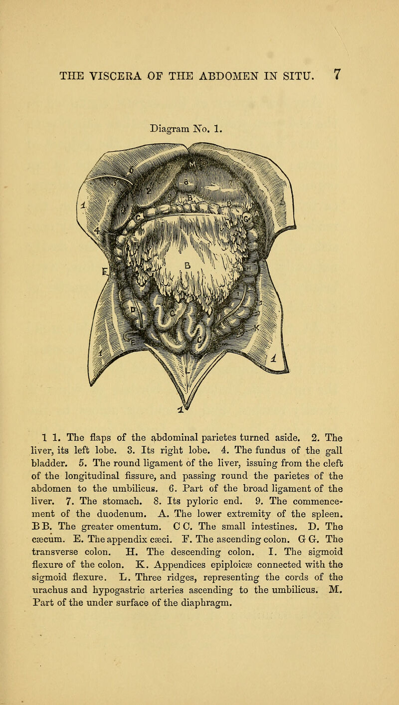 Diaenram No. 1. 1 1. The flaps of the abdominal parietes turned aside. 2. The liver, its left lobe. 3. Its right lobe. 4. The fundus of the gall bladder. 5. The round ligament of the liver, issuing from the cleft of the longitudinal fissure, and passing round the parietes of the abdomen to the umbilicus. 6. Part of the broad ligament of the liver. 7. The stomach. 8. Its pyloric end. 9. The commence- ment of the duodenum. A. The lower extremity of the spleen. B B. The greater omentum. C C. The small intestines. D. The caecum. E. The appendix cseci. E. The ascending colon. GO. The transverse colon. H. The descending colon. I. The sigmoid flexure of the colon. K. Appendices epiploicse connected with the sigmoid flexure. L. Three ridges, representing the cords of the urachus and hypogastric arteries ascending to the umbilicus. M. Part of the under surface of the diaphragm.
