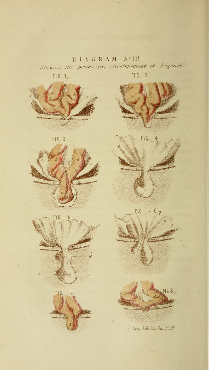 D J A U A. M X° LIT Shewn/} th£ progressive ■eUvelvpakent of fiu#tufi< FI6 I, N6: 2 fSsI -EJfi .,—$■ c 1 m ■^m^ u ■^feJlt