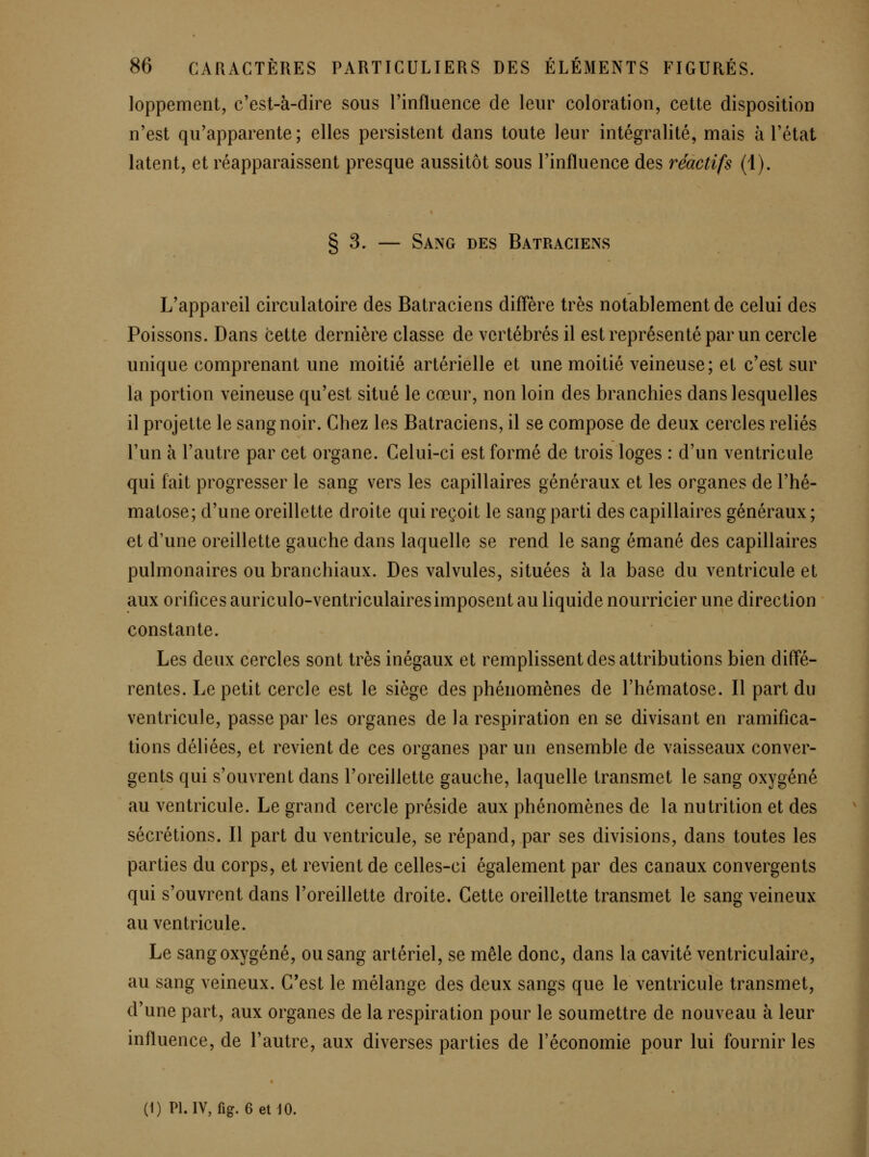 loppement, c'est-à-dire sous l'influence de leur coloration, cette disposition n'est qu'apparente; elles persistent dans toute leur intégralité, mais à l'état latent, et réapparaissent presque aussitôt sous l'influence des réactifs (1). § 3. — Sang des Batraciens L'appareil circulatoire des Batraciens diffère très notablement de celui des Poissons. Dans cette dernière classe de vertébrés il est représenté par un cercle unique comprenant une moitié artérielle et une moitié veineuse; et c'est sur la portion veineuse qu'est situé le cœur, non loin des branchies dans lesquelles il projette le sang noir. Chez les Batraciens, il se compose de deux cercles reliés l'un à l'autre par cet organe. Celui-ci est formé de trois loges : d'un ventricule qui fait progresser le sang vers les capillaires généraux et les organes de l'hé- maLose; d'une oreillette droite qui reçoit le sang parti des capillaires généraux; et d'une oreillette gauche dans laquelle se rend le sang émané des capillaires pulmonaires ou branchiaux. Des valvules, situées à la base du ventricule et aux orifices auriculo-ventriculaires imposent au liquide nourricier une direction constante. Les deux cercles sont très inégaux et remplissent des attributions bien difl'é- rentes. Le petit cercle est le siège des phénomènes de l'hématose. Il part du ventricule, passe par les organes de la respiration en se divisant en ramifica- tions déliées, et revient de ces organes par un ensemble de vaisseaux conver- gents qui s'ouvrent dans l'oreillette gauche, laquelle transmet le sang oxygéné au ventricule. Le grand cercle préside aux phénomènes de la nutrition et des sécrétions. Il part du ventricule, se répand, par ses divisions, dans toutes les parties du corps, et revient de celles-ci également par des canaux convergents qui s'ouvrent dans l'oreillette droite. Cette oreillette transmet le sang veineux au ventricule. Le sang oxygéné, ou sang artériel, se mêle donc, dans la cavité ventriculaire, au sang veineux. C'est le mélange des deux sangs que le ventricule transmet, d'une part, aux organes de la respiration pour le soumettre de nouveau à leur influence, de l'autre, aux diverses parties de l'économie pour lui fournir les (1) Pl.IV, fig. 6et10.