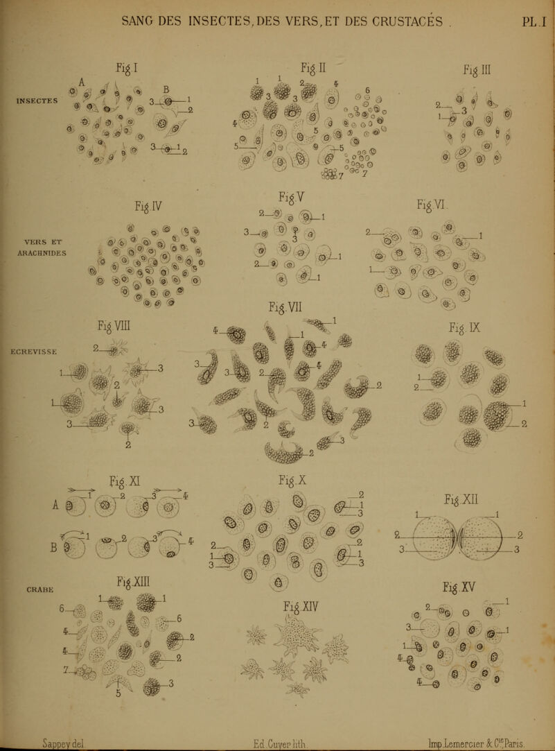 SANG DES INSECTES,DES VERS,ET DES CRUSTACES PLI Hgl ,o^ INSECTES 4 \ VQ»! B 3-^1 ■:■■ /il »-> a ' » ^■(^' :■/ 2 3.*^ 3 ^^ ;.©] ^.« ^^^ 6 0 •■-•■ O O^G^ '^'■O ry .a » (^ ô 0 ^^#|,^;^#%^ ^( '^ ® /'^vô 'Oo Fig m f-&) irr# >5S> Fig.IV VERS ET ARACHNIDES È> 'è^'^ f^ ki m % % 1 ® @ ^ (g) ECREVISSE Figvni o ^^ ^x[7/ ;, i'J 3-9) ■^|f^ Fig.VI Fig.VlI ^^ ^ -^ .^^ V^/ re .n 1/2 ''V M » r^ A É Fi<5.XI '-^ » > CRAME Fig.XUI ^■f©^' /r ^=5 /<^  ^ t-2 1-é, /r^f^ — 5 Fi^.X ,r-'A ^^>-,> t. .v m FigH? ^^ ^IC, ^ Fig.IX 1—i^ .a^; ^^ ,C ■ 3 Fi^XII 3_v Fig.XV (ô,^-©©. G @; /:•: W m #^ .^--^ 5>