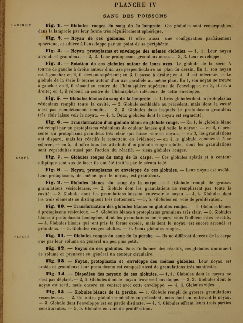 SANG DES POISSONS LAMPROIE Fîg. 1, — Globules rouges du sang de la lamproie. Ces globules sont remarquables dans la lamproie par leur forme très régulièrement sphérique. Wîg. 2. — Noyau de ces globules. Il offre aussi une configuration parfaitement sphérique, et adhère à l'enveloppe par un point de sa périphérie. Wlg. 3. — Noyau, protoplasma et enveloppe des mêmes globules. — 1, 1. Leur noyau arrondi et granuleux. — 2, 2. Leur protoplasma granuleux aussi. — 3, 3. Leur enveloppe. Wig. 4. — Rotation de ces globules autour de leurs axes. Le globule de la série A tourne de gauche à droite autour d'un axe perpendiculaire au plan du dessin. En 1, son noyau est à gauche; en 2, il devient supérieur; en 3, il passe à droite; en 4, il est inférieur. — Le globule de la série B tourne autour d'un axe parallèle au même plan. En 1, son noyau se trouve à gauche; en 2, il répond au centre de l'hémisphère supérieur de l'enveloppe; en 3, il est à droite; en 4, il répond au centre de l'hémisphère inférieur de cette enveloppe. ïîg. 5. — Globules blancs du sang de la lamproie. — i.Gros globules dont le protoplasma vésiculeux remplit toute la cavité. — 2. Globule semblable au précédent, mais dont la cavité n'est pas complètement remplie. — 3, 3. Globules dans lesquels le protoplasma granuleux très clair laisse voir le noyau. — i, i. Deux globules dont le noyau est segmenté. ffîg. 6. — Transformation d'un globule blanc en globule rouge. — En i, le globule blanc est rempli par un protoplasma vésiculeux de couleur foncée qui voile le noyau; — en 2, il pré- sente un protoplasma granuleux très clair qui laisse voir ce noyau; — en 3, les granulations ont disparu, mais les réactifs le remettent en évidence; — en 4., le globule commence à se colorer; — en 5, il off're tous les attributs d'un globule rouge adulte, dont les granulations sont reproduites aussi par l'action du réactif; — vieux globules rouges. CARPE Fîg. 7. — Globules rouges du sang de la carpe. — Ces globules aplatis et à contour elliptique sont vus de face; ils ont été traités par le sérum iodé. ffîg. 8. — Noyau, protoplasma et enveloppe de ces globules. — Leur noyau est ovoïde Leur protoplasma, de même que le noyau, est granuleux. ïîg. 9. — Globules blancs du sang de la carpe. — 1. Globule rempli de grosses granulations vésiculeuses. — 2. Globule dont les granulations ne remplissent pas toute la cavité.—3. Globule dont les granulations laissent entrevoirie noyau. — 4,4. Globules dont les trois éléments se distinguent très nettement. — 5, 5. Globules en voie de prolifération. Fîg. 10. — Transformation des globules blancs en globules rouges. — 1. Globules blancs à protoplasma vésiculeux. — 2. Globules blancs à protoplasma granuleux très clair. — 3. Globules blancs à protoplasma homogène, dont les granulations ont reparu sous l'influence des réactifs. — 4. Globules blancs qui ont pris la forme ovoïde, mais dont le noyau est encore arrondi et granuleux. — 5. Globules rouges adultes. — 6. Vieux globules rouges. piRCHE *■§• 'l'I* — Globules rouges du sang de la perche. — Us ne diffèrent de ceux de la carpe que par leur volume en général un peu plus petit. ïîg. 12. — Noyau de ces globules. Sous l'influence des réactifs, ces globules diminuent de volume et prennent en général un contour circulaire. ffîg. 13. — Noyau, protoplasma et enveloppe des mêmes globules. Leur noyau est ovoïde et granuleux; leur protoplasma est composé aussi de granulations très manifestes. ïîg. 14. — Diapedèse des noyaux de ces globules. — 1, 1. Globules dont le noyau ne s'est pas déplacé. — 2, 2. Globules dont le noyau traverse l'enveloppe. — 3, 3. Globules dont le noyau est sorti, mais encore en contact avec cette enveloppe. — 4, 4. Globules vides. ïîg. 15. — Globules blancs de la perche. — 1. Globule rempli de grosses granulations vésiculeuses. — 2. Un autre globule semblable au précédent, mais dont on entrevoit le noyau. — 3. Globule dont l'enveloppe est en partie distincte. — 4, 4. Globules offrant leurs trois parties