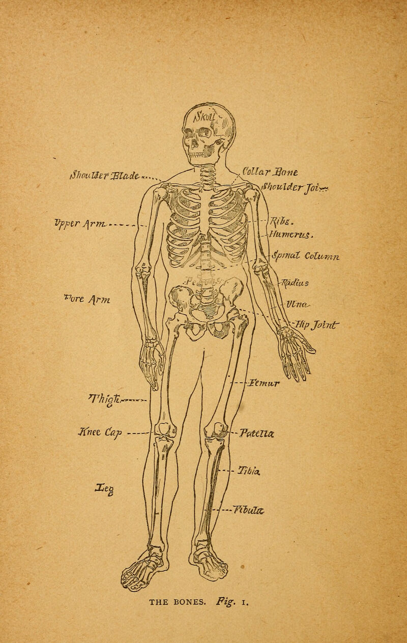 rfhouUef%Uule>*.^ Vpptr J\rm..*~~ - A~ Collar JBane 'hculdcrjoi-m- Spinal Column. THE BONES. Fig. I,