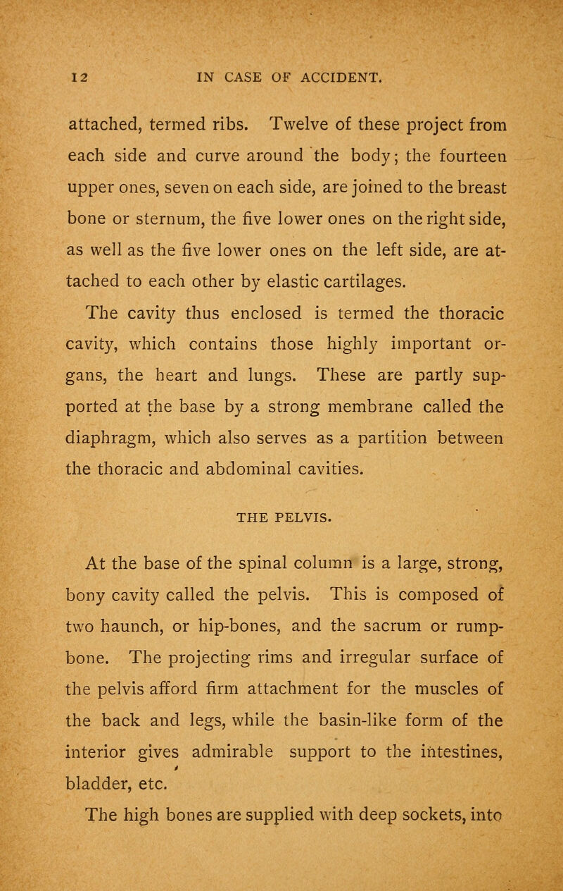 attached, termed ribs. Twelve of these project from each side and curve around the body; the fourteen upper ones, seven on each side, are joined to the breast bone or sternum, the five lower ones on the right side, as well as the five lower ones on the left side, are at- tached to each other by elastic cartilages. The cavity thus enclosed is termed the thoracic cavity, which contains those highly important or- gans, the heart and lungs. These are partly sup- ported at the base by a strong membrane called the diaphragm, which also serves as a partition between the thoracic and abdominal cavities. THE PELVIS. At the base of the spinal column is a large, strong, bony cavity called the pelvis. This is composed of two haunch, or hip-bones, and the sacrum or rump- bone. The projecting rims and irregular surface of the pelvis afford firm attachment for the muscles of the back and legs, while the basin-like form of the interior gives admirable support to the intestines, bladder, etc. The high bones are supplied with deep sockets, into