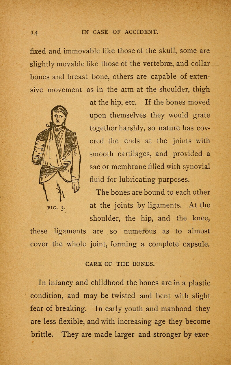 fixed and immovable like those of the skull, some are slightly movable like those of the vertebrae, and collar bones and breast bone, others are capable of exten- sive movement as in the arm at the shoulder, thigh at the hip, etc. If the bones moved upon themselves they would grate together harshly, so nature has cov- ered the ends at the joints with smooth cartilages, and provided a sac or membrane filled with synovial fluid for lubricating purposes. The bones are bound to each other at the joints by ligaments. At the shoulder, the hip, and the knee, these ligaments are so numerous as to almost cover the whole joint, forming a complete capsule. FIG. 3. CARE OF THE BONES. In infancy and childhood the bones are in a plastic condition, and may be twisted and bent with slight fear of breaking. In early youth and manhood they are less flexible, and with increasing age they become brittle. They are made larger and stronger by exer
