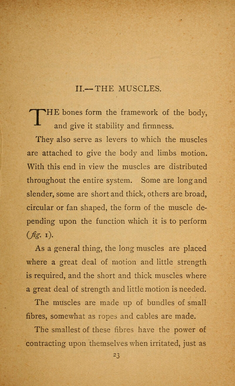 II.— THE MUSCLES. r I ^HE bones form the framework of the body, * and give it stability and firmness. They also serve as levers to which the muscles are attached to give the body and limbs motion. With this end in view the muscles are distributed throughout the entire system. Some are long and slender, some are short and thick, others are broad, circular or fan shaped, the form of the muscle de- pending upon the function which it is to perform {fig-1). As a general thing, the long muscles are placed where a great deal of motion and little strength is required, and the short and thick muscles where a great deal of strength and little motion is needed. The muscles are made up of bundles of small fibres, somewhat as ropes and cables are made. The smallest of these fibres have the power of contracting upon themselves when irritated, just as