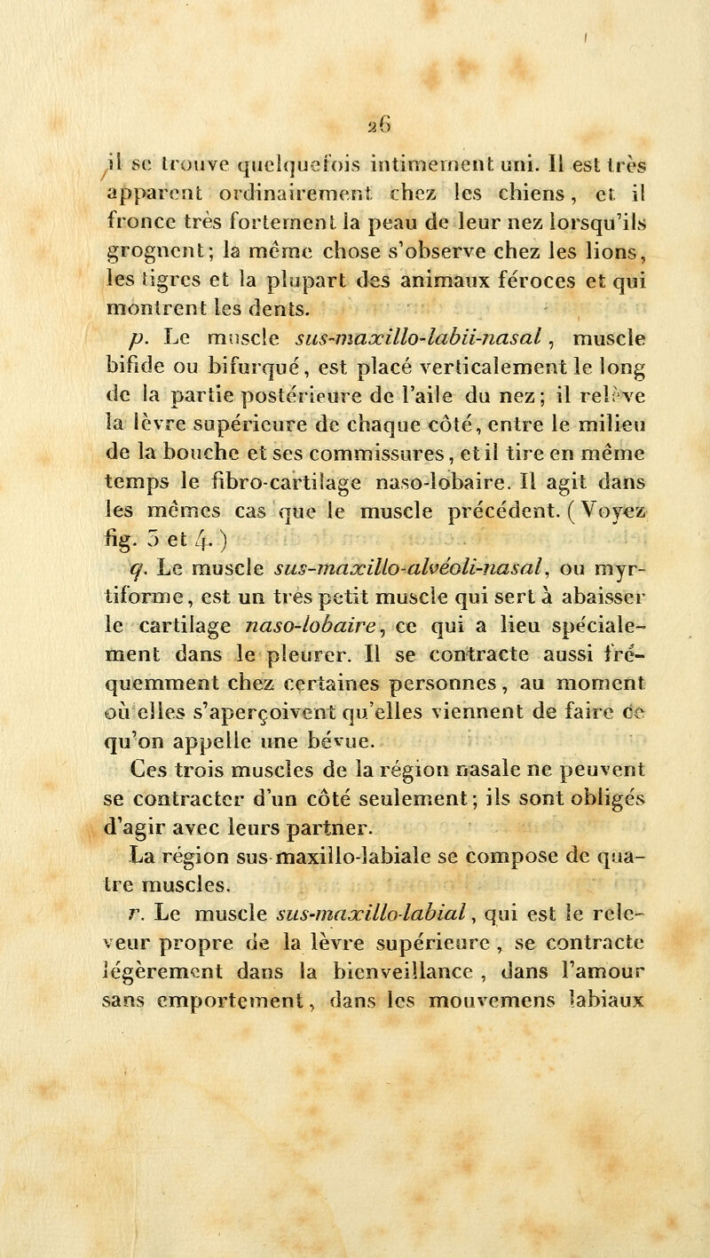 il se trouve quehjuetois intiniemcnt uni. Il est très apparent ordinairement chez les chiens, et il fronce très fortement la peau de leur nez lorsqu'ils grognent; la même chose s'observe chez les lions, les tigres et la plupart des animaux féroces et qui montrent les dents. p. Le muscle sus-maxillo-lahii-nasal, muscle bifide ou bifurqué, est placé verticalement le long de la partie postérieure de l'aile du nez; il reUve la lèvre supérieure de chaque côté, entre le milieu de la bouche et ses commissures, et il tire en même temps le fibro-cartilage naso-lobaire. Il agit dans les mêmes cas que le muscle précédent. (Voy^z fig. 5 et 4. ) q. Le muscle sus-maxiUo-alvéoli-nasal, ou myr- tiforme, est un très petit muscle qui sert à abaisser le cartilage naso-lobaire^ ce qui a lieu spéciale- ment dans le pleurer. Il se contracte aussi fré- quemment chez certaines personnes, au moment où elles s'aperçoivent qu'elles viennent de faire ce qu'on appelle une bévue. Ces trois muscles de la région nasale ne peuvent se contracter d'un côté seulement; ils sont obligés d'agir avec leurs partner. La région sus maxiîlo-labiale se compose de qua- tre muscles. r. Le muscle sus-maxillo-labial, qui est le rele- veur propre de la lèvre supérieure , se contracte légèrement dans la bienveillance , dans Famour sans emportement, dans les mouvemens labiaux