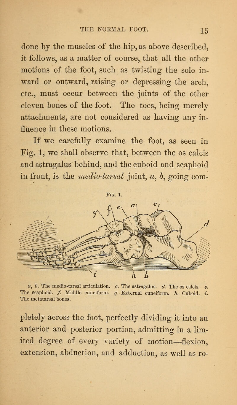 done by the muscles of the hi}), as above described, it follows, as a matter of course, that all the other motions of the foot, such as twisting the sole in- ward or outward, raising or depressing the arch, etc., must occur between the joints of the other eleven bones of the foot. The toes, being merely attachments, are not considered as having any in- fluence in these motions. If we carefully examine the foot, as seen in Fig. 1, we shall observe that, between the os calcis and astragalus behind, and the cuboid and scaphoid in front, is the medio-tarsal joint, a, 5, going com- FlG. 1. a, b. The medio-tarsal articulation, c. The astragalus, d. The os calcis. e. The scaphoid. /. Middle cuneiform, g. External cuneiform, h. Cuboid, i. The metatarsal bones. pletely across the foot, perfectly dividing it into an anterior and posterior portion, admitting in a lim- ited degree of every variety of motion—flexion, extension, abduction, and adduction, as well as ro-