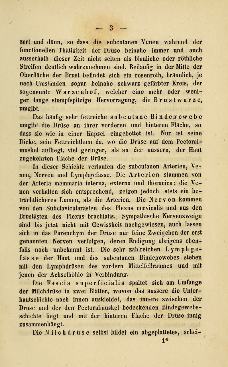zarl und dünn, so dass die subcutanen Venen während der functionellen Thätigkeit der Drüse beinahe immer und auch ausserhalb dieser Zeit nicht selten als bläuliche oder röthliche Streifen deutlich wahrzunehmen sind. Beiläufig in der Mitte der Oberfläche der Brust befindet sich ein rosenroth, bräunlich, je nach Umständen sogar beinahe schwarz gefärbter Kreis, der sogenannte Warzenhof, welcher eine mehr oder weni- ger lange slumpfspitzige Hervorragung, die Brustwarze, umgibt. Das häufig sehr fettreiche subcutane Bindegewebe umgibt die Drüse an ihrer vorderen und hinteren Fläche, so dass sie wie in einer Kapsel eingebettet ist. Nur ist seine Dicke, sein Fettreichthum da, wo die Drüse auf dem Pectoral- muskel aufliegt, viel geringer, als an der äussern, der Haut zugekehrten Fläche der Drüse. In dieser Schichte verlaufen die subcutanen Arterien, Ve- nen, Nerven und Lymphgefässe. Die Arterien stammen von der Arteria mammaria interna, externa und thoracica; die Ve- nen verhalten sich entsprechend, zeigen jedoch stets ein be- trächtlicheres Lumen, als die Arterien. Die Nerven kommen von den Subclavicularästen des Plexus cervicalis und aus den Brustästen des Plexus brachialis. Sympathische Nervenzweige sind bis jetzt nicht mit Gewissheit nachgewiesen, auch lassen sich in das Parenchyra der Drüse nur feine Zweigchen der erst genannten Nerven verfolgen, deren Endigung übrigens eben- falls noch unbekannt ist. Die sehr zahlreichen Lymphge- fässe der Haut und des subcutanen Bindegewebes stehen mit den Lymphdrüsen des vordem Mittelfellraumes und mit jenen der Achselhöhle in Verbindung. Die Fascia superficialis spaltet sich am Umfange der Milchdrüse in zwei Blätter, wovon das äussere die Unter- hautschichte nach innen auskleidet, das innere zwischen der Drüse und der den Pectoralmuskel bedeckenden Bindegewebs- schichte liegt und mit der hinteren Fläche der Drüse innig zusammenhängt. Die Milchdrüse selbst bildet ein abgeplattetes, schei- 1*