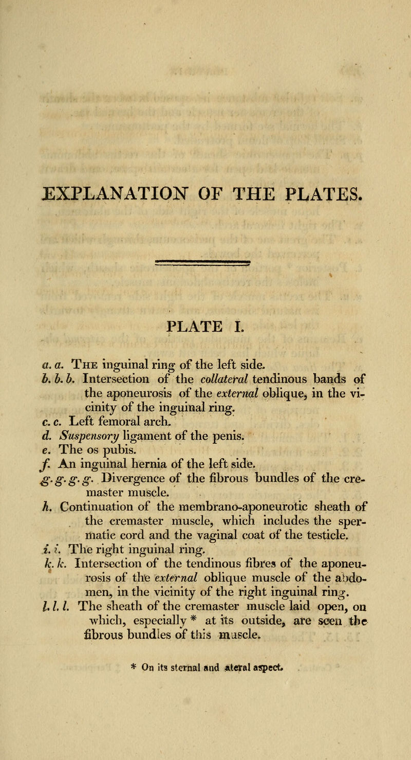 EXPLANATION OF THE PLATES. PLATE I. a. a. The inguinal ring of the left side. b. K h. Intersection of the collateral tendinous bands of the aponeurosis of the external obhque, in the vi- cinity of the inguinal ring. c. c. Left femoral arch. d. Suspensory ligament of the penis. e. The os pubis. f. An inguinal hernia of the left side. ^. g. g. g. Divergence of the fibrous bundles of the cre- master muscle. h. Continuation of the membrano-aponeurotic sheath of the cremaster muscle, which includes the sper- matic cord and the vaginal coat of the testicle. i. ?'. The right inguinal ring. k. k. Intersection of the tendinous fibres of the aponeu- rosis of thfe external oblique muscle of the abdo- men, in the vicinity of the right inguinal ring. h L L The sheath of the cremaster muscle laid open, on which, especially * at its outside, are seen the fibrous bundles of this muscle. * On its sternal and atCTal a«pect.