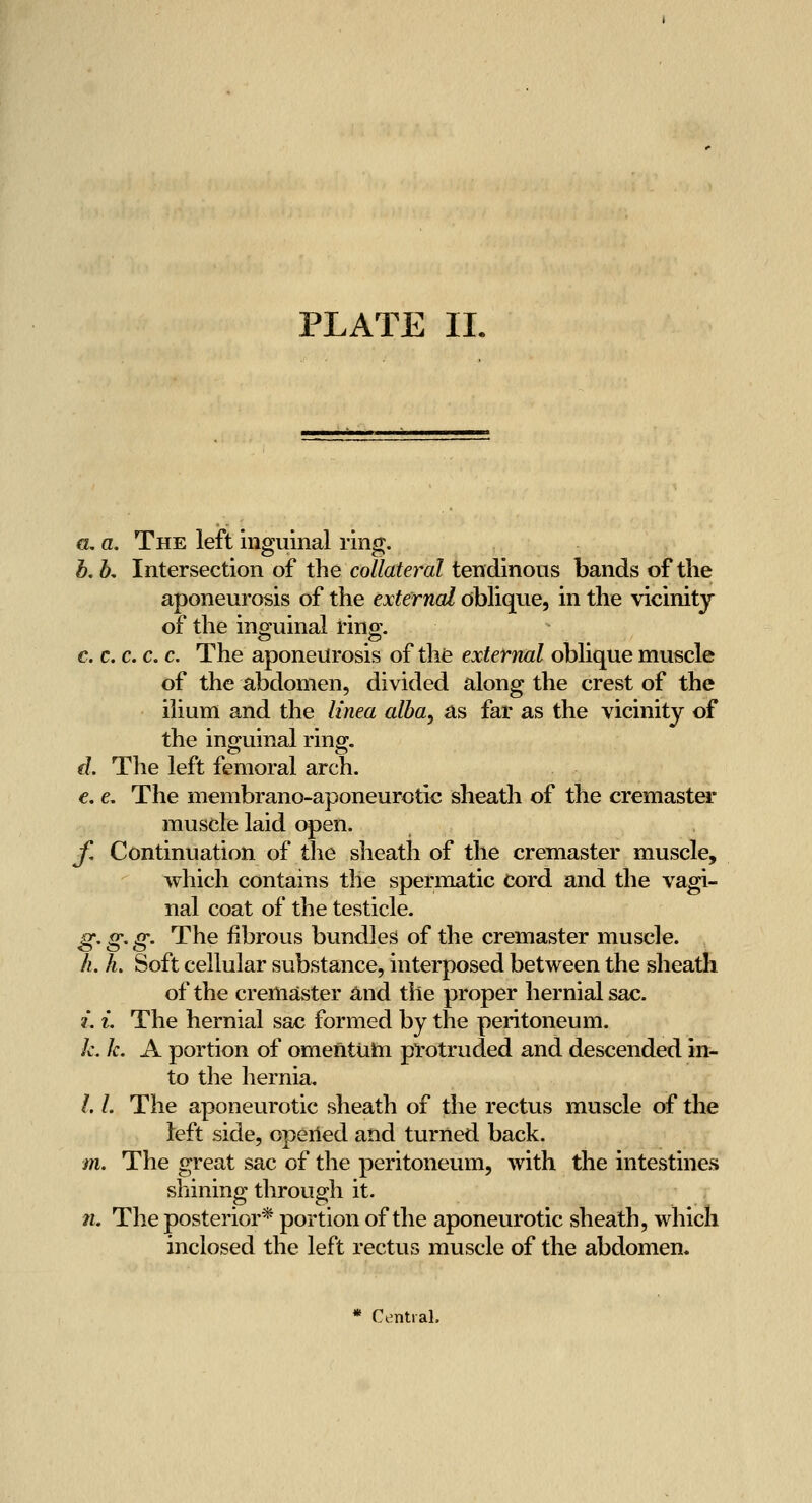 a, a. The left inguinal ring. h. b. Intersection of the collateral tendinous bands of the aponeurosis of the external oblique, in the vicinity of the inguinal rino;. c. c. c, c. c. The aponeurosis of the extenml oblique muscle of the abdomen, divided along the crest of the ilium and the linea alba, as far as the vicinity of the inguinal ring. d. The left femoral arch. €. e. The membrano-aponeurotic sheath of the cremaster muscle laid open. f. Continuation of the sheath of the cremaster muscle, which contains the spermatic Cord and the vagi- nal coat of the testicle. g^g'g' The fibrous bundles of the cremaster muscle. h. h. Soft cellular substance, interposed between the sheath of the cremaster and the proper hernial sac. i. {. The hernial sac formed by the peritoneum. k. k. A portion of omentutn protruded and descended in- to the liernia, /. /. The aponeurotic sheath of the rectus muscle of tlie left side, opeiied and turned back. m. The great sac of the peritoneum, with the intestines shining through it. n. The posterior* portion of the aponeurotic sheath, which inclosed the left rectus muscle of the abdomen. * Central.