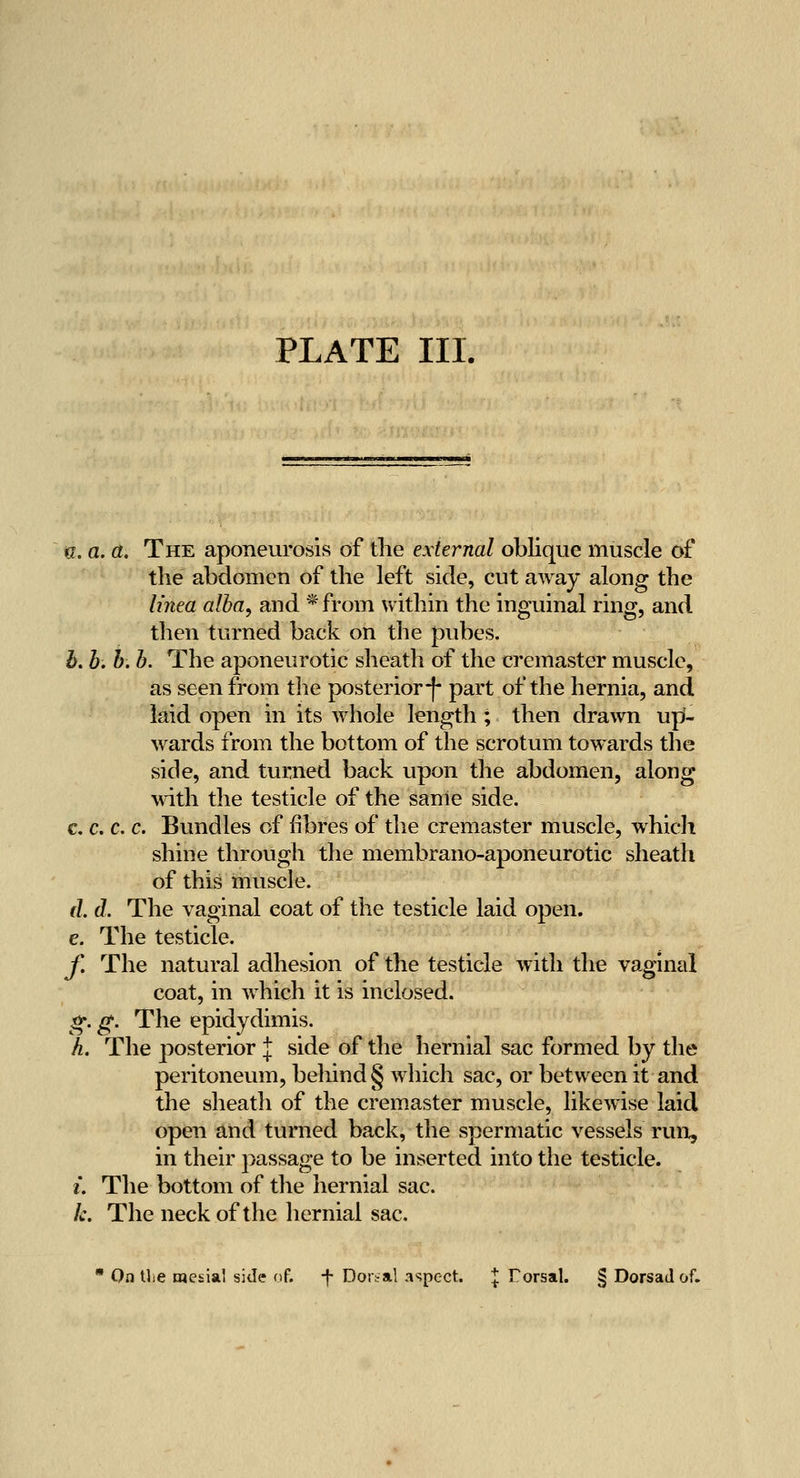 e.a.a. The aponeurosis of the external oblique muscle of the abdomen of the left side, cut away along the h'nea alba, and * from within the inguinal ring, and then turned back on the pubes. b. h. h. h. The aponeurotic sheath of the cremaster muscle, as seen from the posterior-)- part of the hernia, and laid open in its whole length ; then drawn up- wards from the bottom of the scrotum towards the side, and turned back upon the abdomen, along with the testicle of the same side. c. c. c. c. Bundles of fibres of the cremaster muscle, whicli shine through the membrano-aponeurotic sheath of this muscle. d. d. The vaginal coat of the testicle laid open. e. The testicle. f. The natural adhesion of the testicle with the vaginal coat, in which it is inclosed. ^. g. The epidydimis. L The posterior J side of the hernial sac formed by the peritoneum, behind § which sac, or between it and the sheath of the cremaster muscle, likewise laid open and turned back, the spermatic vessels run, in their passage to be inserted into the testicle. t. The bottom of the hernial sac. k. The neck of the hernial sac. • On tliC mesial side of. -f Dorsal aspect. '^ Forsal. § Dorsad of.