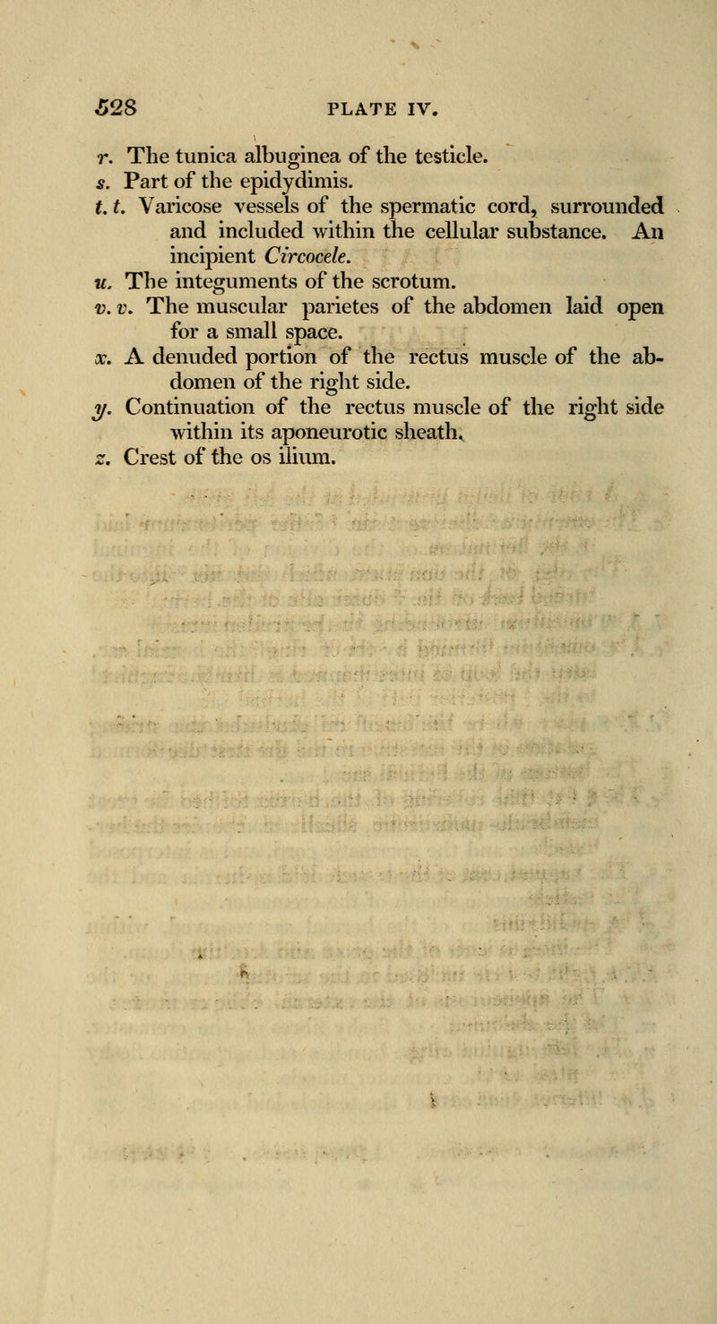 r. The tunica albuginea of the testicle. s. Part of the epidydimis. 1.1. Varicose vessels of the spermatic cord, surrounded and included within the cellular substance. An incipient Circocele. u. The integuments of the scrotum. V. t\ The muscular parietes of the abdomen laid open for a small space. X. A denuded portion of the rectus muscle of the ab- domen of the right side. 1/. Continuation of the rectus muscle of the right side within its aponeurotic sheath, z. Crest of the os ilium.