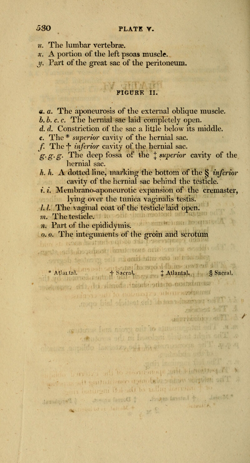 21. The lumbar vertebrae. 3c. A portion of the left psoas muscle. J/. Part of the great sac of the peritoneum. FIGURE II. «. a. The aponeurosis of the external oblique muscle. h. b. c. c. The hernial sac laid completely open. d. d. Constriction of the sac a little below its middle. e. The * superior cavity of the hernial sac. y. The -j- inferior ca\'ity of the hernial sac. g. g. g. The deep fossa of the J superior cavity of the hernial sac. h. L A dotted line, marking the bottom of the § inferior cavity of the hernial sac behind the testicle. i. i. Membrano-aponeurotic expansion of the cremaster, lying over the tunica vaginalis testis. /. /. The vaginal coat of the testicle laid open. m. The testicle. n. Part of the epididymis. 0.0. The integuments of the groin and scrotum Atlai.tal. f Sacral. :j: Atlanta). § Sacral.