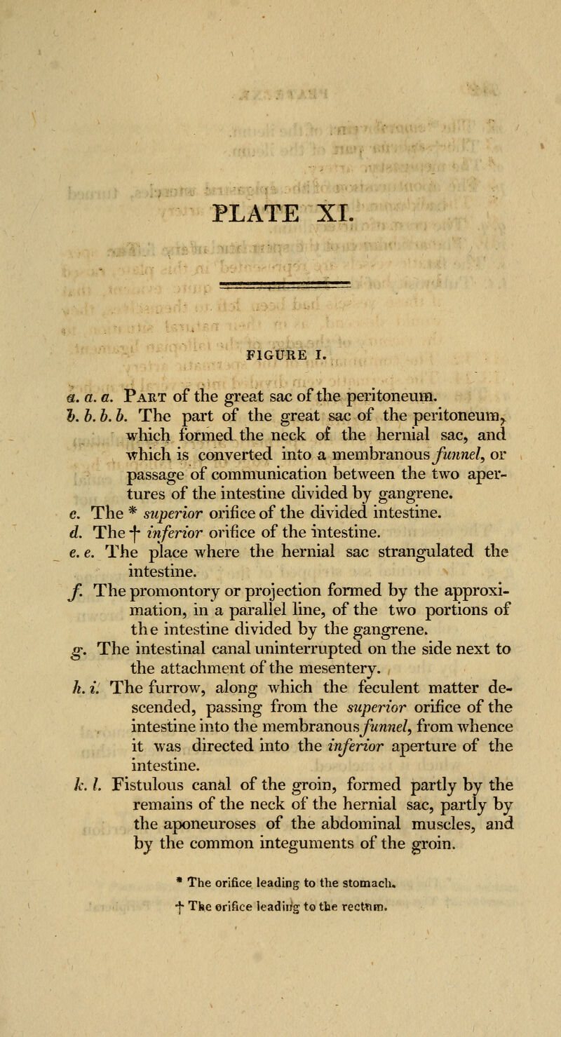 FIGURE I. u. a. a. Paet of the great sac of the peritoneum. 1), h. b. b. The part of the great sac of the peritoneum^ which formed, the neck of the hernial sac, and which is converted into a membranous yi*?me/, or passage of communication between the two aper- tures of the intestine divided by gangrene. €. The * superior orifice of the divided intestine. d. The -f- inferior orifice of the intestine. e. e. The place where the hernial sac strangulated the intestine, y. The promontory or projection formed by the approxi- mation, in a parallel line, of the two portions of the intestine divided by the gangrene. g. The intestinal canal uninterrupted on the side next to the attachment of the mesentery. h. ii The furrow, along which the feculent matter de- scended, passing from the superior orifice of the intestine into the membranousjTMWwe/, from whence it was directed into the inferior aperture of the intestine. k. I. Fistulous can^l of the groin, formed partly by the remains of the neck of the hernial sac, partly by the aponeuroses of the abdominal muscles, and by the common integuments of the groin. * The orifice leading to the stomach, •f Tke erifice leadirig to the rectum.