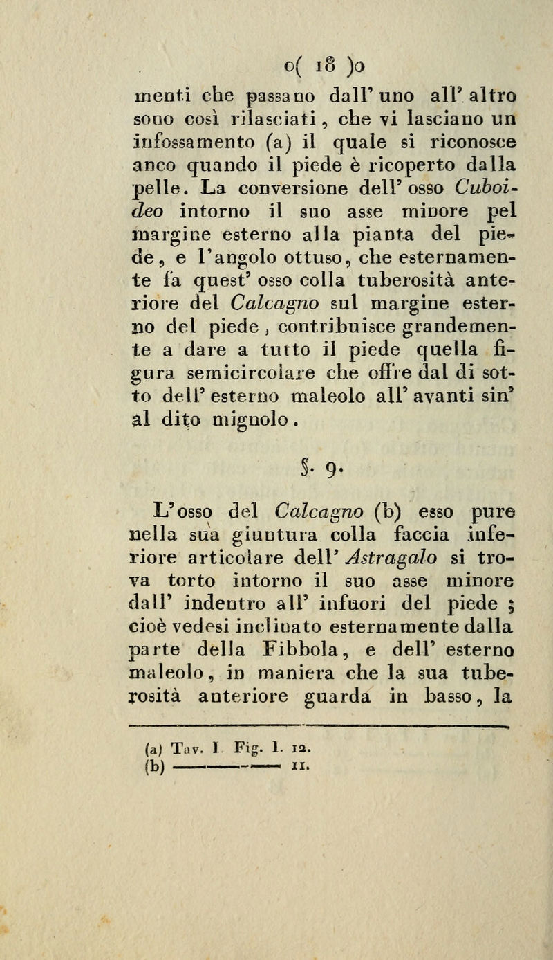 unenti che passano dall'uno ali* altro sono così rilasciati, che vi lasciano un infossamento (a) il quale si riconosce anco quando il piede è ricoperto dalla pelle. La conversione dell'osso Cuboi- deo intorno il suo asse minore pel margine esterno alla pianta del pie^- de, e l'angolo ottuso, che esternamen- te fa quest' osso colla tuberosità ante- riore del Calcagno sul margine ester- no del piede , contribuisce grandemen- te a dare a tutto il piede quella fi- gura semicircolare che offre dal di sot- to dell'esterno maleolo ali* avanti sin* al dito mignolo • S- 9- L'osso del Calcagno (b) esso pure nella sua giuntura colla faccia infe- riore articolare dell' Astragalo si tro- va torto intorno il suo asse minore dall' indentro all' infuori del piede ; cioè vedesi inclinato esternamente dalla parte della Fibbola, e dell' esterno maleolo, in maniera che la sua tube- rosità anteriore guarda in basso, la (a) Tav. I Fig. I. ia.