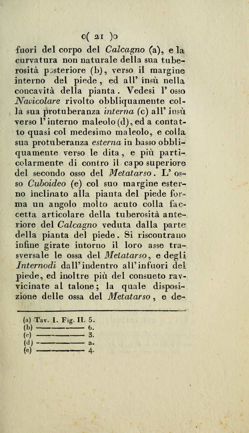 fuori del corpo del Calcagno (a), e la curvatura non naturale della sua tube- rosità posteriore (b), verso il margine interno del piede , ed all' insù nella concavità della pianta. Vedesi 1* osso Navicolare rivolto obbliquamente col- la sua protuberanza interna (e) all' insù verso l'interno maleolo(d), ed a contat- to quasi col medesimo maleolo, e colla sua protuberanza esterna in basso obbli- quamente verso le dita , e più parti- colarmente di contro il capo superiore del secondo osso del Metatarso. L' os- so Cuboideo (e) col suo margine ester- no inclinato alla pianta del piede for- ma un angolo molto acuto colia fac- cetta articolare della tuberosità ante- riore del Calcagno veduta dalla parte della pianta del piede. Si riscontrano infine girate intorno il loro asse tra- sversale le ossa del Metatarso, e degli Internodi dall'indentro all'infuori del piede, ed inoltre più del consueto rav- vicinate al talone; la quale disposi- zione delle ossa del Metatarso, e de-* (a) Tav. I. Fig. IL 5. (b) 6. (e) 3. (d) fl.