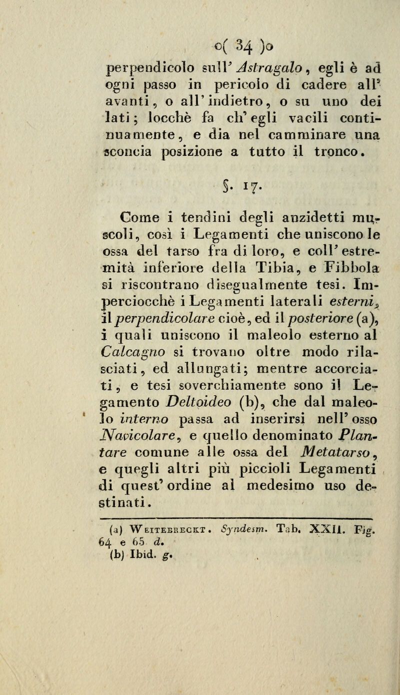 perpendicolo sulP Astragalo, egli è ad ogni passo in pericolo di cadere ali3 avanti, o all'indietro, o su uno dei lati ; locchè fa eh' egli vacili conti- nuamente, e dia nel camminare una sconcia posizione a tutto il tronco. §• 17- Come i tendini degli anzidetti mur scoli, così i Legamenti che uniscono le ossa del tarso fra di loro, e coir estre- mità inferiore della Tibia, e Fibbola si riscontrano disegualmente tesi. Im- perciocché i Legamenti laterali esterni» il perpendicolare cioè, ed il posteriore (a), i quali uniscono il maleolo esterno al Calcagno si trovano oltre modo rila- sciati, ed allungati; mentre accorcia- ti , e tesi soverchiamente sono il Le- gamento Deltoideo (b), che dal maleo- lo interno passa ad inserirsi nell' osso Navicolare^ e quello denominato Plan- tare comune alle ossa del Metatarso, e quegli altri più piccioli Legamenti di quest' ordine ai medesimo uso de- stinati. (a) Weiteereckt. Syndesm. Tab. XXII. Fjg. 64 e 65 d, (b) Ibid. g.