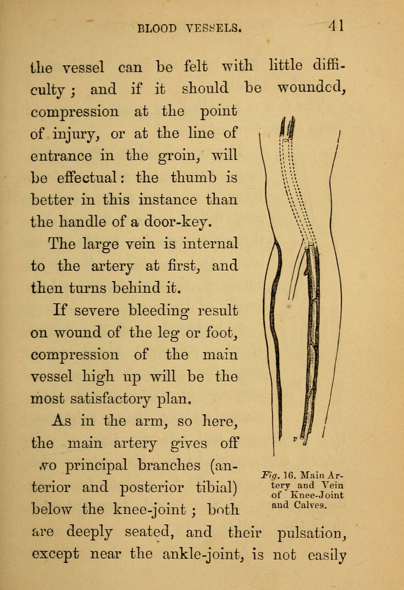 the vessel can be felt with little diffi- culty ; and if it should be wounded, compression at the point of injury, or at the line of | IJf j entrance in the groin, will be effectual: the thumb is better in this instance than the handle of a door-key. The large vein is internal to the artery at first, and then turns behind it. If severe bleeding result on wound of the leg or foot, compression of the main vessel high up will be the most satisfactory plan. As in the arm, so here, the main artery gives off ^ro principal branches (an- terior and posterior tibial) below the knee-joint ; both are deeply seated, and their pulsation, except near the ankle-joint, is not easily Flff. 16. Main Ar- tery and Vein of Knee-Joint aud Calves.