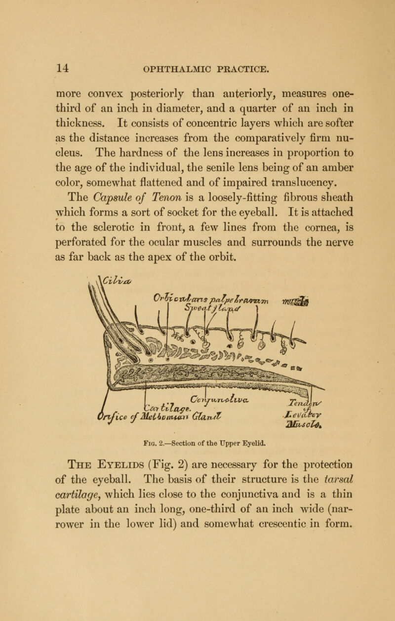 more convex posteriorly than anteriorly, measures one- third of an inch in diameter, and a quarter of an inch in thickness. It consists of concentric layers which are softer as the distance increases from the comparatively firm nu- cleus. The hardness of the lens increases in proportion to the age of the individual, the senile lens being of an amber color, somewhat flattened and of impaired translucency. The Capsule of Tenon is a loosely-fitting fibrous sheath which forms a sort of socket for the eyeball. It is attached to the sclerotic in front, a few lines from the cornea, is perforated for the ocular muscles and surrounds the nerve as far back as the apex of the orbit. OrH c unions palpelra^RTn SwecLtfL %fi Tender*/ JHevcLPoy Fig. 2.—Section of the Upper Eyelid. The Eyelids (Fig. 2) are necessary for the protection of the eyeball. The basis of their structure is the tarsal cartilage, which lies close to the conjunctiva and is a thin plate about an inch long, one-third of an inch wide (nar- rower in the lower lid) and somewhat crescentic in form.