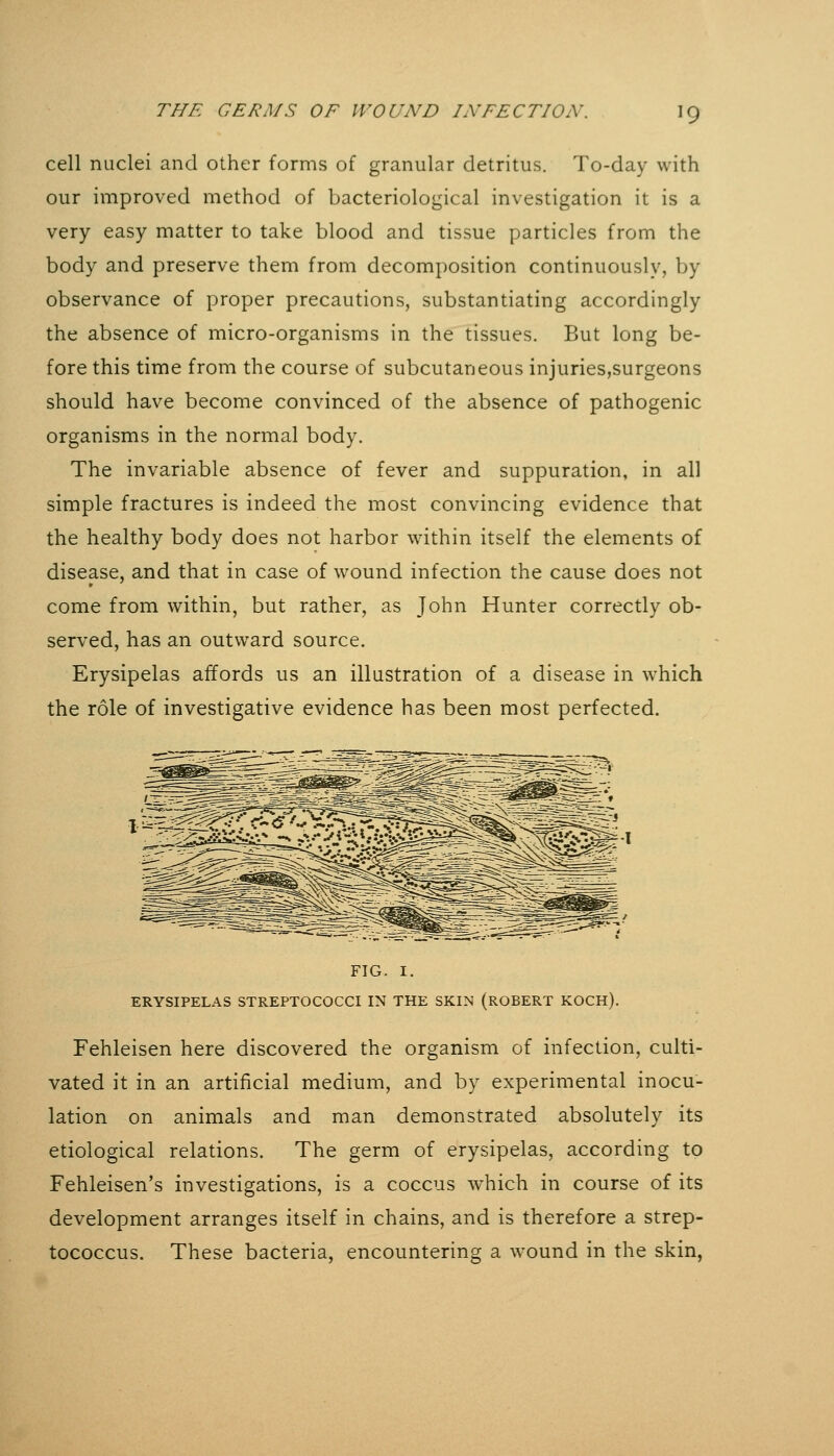 ^9 cell nuclei and other forms of granular detritus. To-day with our improved method of bacteriological investigation it is a very easy matter to take blood and tissue particles from the body and preserve them from decomposition continuously, by observance of proper precautions, substantiating accordingly the absence of micro-organisms in the tissues. But long be- fore this time from the course of subcutaneous injuries,surgeons should have become convinced of the absence of pathogenic organisms in the normal body. The invariable absence of fever and suppuration, in all simple fractures is indeed the most convincing evidence that the healthy body does not harbor within itself the elements of disease, and that in case of wound infection the cause does not come from within, but rather, as John Hunter correctly ob- served, has an outward source. Erysipelas affords us an illustration of a disease in which the role of investigative evidence has been most perfected. FIG. I. ERYSIPELAS STREPTOCOCCI IN THE SKIN (ROBERT KOCH). Fehleisen here discovered the organism of infection, culti- vated it in an artificial medium, and by experimental inocu- lation on animals and man demonstrated absolutely its etiological relations. The germ of erysipelas, according to Fehleisen's investigations, is a coccus which in course of its development arranges itself in chains, and is therefore a strep- tococcus. These bacteria, encountering a wound in the skin,