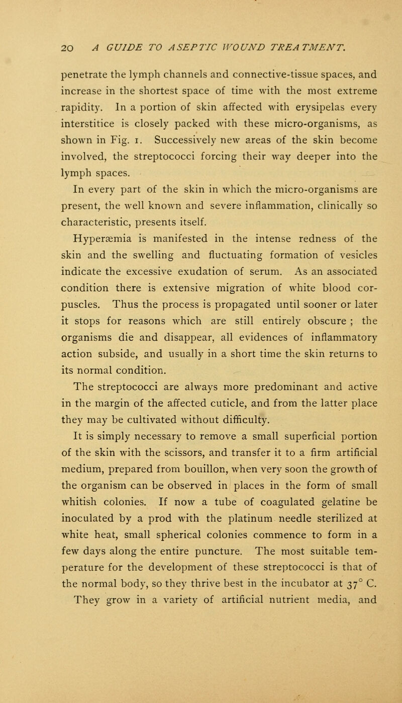 penetrate the lymph channels and connective-tissue spaces, and increase in the shortest space of time with the most extreme rapidit)'. In a portion of skin affected with erysipelas every interstitice is closely packed with these micro-organisms, as shown in Fig. i. Successively new areas of the skin become involved, the streptococci forcing their way deeper into the lymph spaces. In every part of the skin in which the micro-organisms are present, the well known and severe inflammation, clinically so characteristic, presents itself. Hypersemia is manifested in the intense redness of the skin and the swelling and fluctuating formation of vesicles indicate the excessive exudation of serum. As an associated condition there is extensive migration of white blood cor- puscles. Thus the process is propagated until sooner or later it stops for reasons which are still entirely obscure ; the organisms die and disappear, all evidences of inflammatory action subside, and usually in a short time the skin returns to its normal condition. The streptococci are always more predominant and active in the margin of the affected cuticle, and from the latter place they may be cultivated without difficulty. It is simply necessary to remove a small superficial portion of the skin with the scissors, and transfer it to a firm artificial medium, prepared from bouillon, when very soon the growth of the organism can be observed in places in the form of small whitish colonies. If now a tube of coagulated gelatine be inoculated by a prod with the platinum needle sterilized at white heat, small spherical colonies commence to form in a few days along the entire puncture. The most suitable tem- perature for the development of these streptococci is that of the normal body, so they thrive best in the incubator at 37° C. They grow in a variety of artificial nutrient media, and