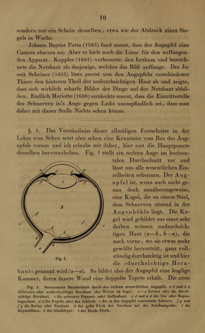 sondern nur ein Schein desselben, etwa wie der Abdruck eines Sie- gels in Wachs. Johann Baptist Porta (1583) fand zuerst, dass der Augapfel eine Camera obscura sei. Aber er hielt noch die Linse für den auffangen • den Apparat. Keppler (1604) verbesserte den Irrthum und bezeich- nete die Netzhaut als dasjenige, welches das Bild auffange. Der Je- suit Scheiner (1652) löste zuerst von den Augäpfeln verschiedener Thiere den hinteren Theil der undurchsichtigen Haut ab und zeigte, dass sich wirklich scharfe Bilder der Dinge auf der Netzhaut abbil- den. Endlich Mariotte (1668) entdeckte zuerst, dass die Eintrittsstelle des Sehnerven in's Auge gegen Licht unempfindlich sei, dass man daher mit dieser Stelle Nichts sehen könne. 3. Das Verständniss dieser allmäligen Fortschritte in der Lehre vom Sehen setzt aber schon eine Kenntniss vom Bau des Aug- apfels voraus und ich erlaube mir daher, hier erst die Hauptpuncte desselben hervorzuheben. Fig. 1 stellt ein rechtes Auge im horizon- talen Durchschnitt vor und lässt uns alle wesentlichen Ein- zelheiten erkennen. Der Aug- apfel ist, wenn auch nicht ge- nau doch annäherungsweise, eine Kugel, die an einem Stiel, dem Sehnerven sitzend in der Augenhöhle liegt. Die Ku- gel wird gebildet aus einer sehr derben weissen undurchsich- tigen Haut (a—b, b—a), die nach vorne, wo sie etwas mehr gewölbt hervortritt, ganz voll- ständig durchsichtig ist und hier die »durchsichtige Horn- haut« genannt wird(a—ä). So bildet, also der Augapfel eine kuglige Kammer, deren innere Wand eine doppelte Tapete erhält. Die erste Fig. 1. Horizontaler Durchschnitt durch den rechten menschlichen Augapfel. « b und b a Sklerolica oder undurchsichtige Hornhaut (das Weisse im Auge). «—a Cornea oder die durch- sichtige Hornhaut, c die schwarze Pigment- oder Gelasshaut. a d und a d die Iris oder Regen- bogenhaut, d r/die Pupille oder das Sehloch, e der in den Augapfel eintretende Sehnerv, fg und fg die Reliua oder Netzhaut. // der gelbe Fleck der Nelzhaul mit der INetzhaulgrube. t die Krystalllirise. /. der Glaskörper. / der blinde Fleck. Fig. 1.