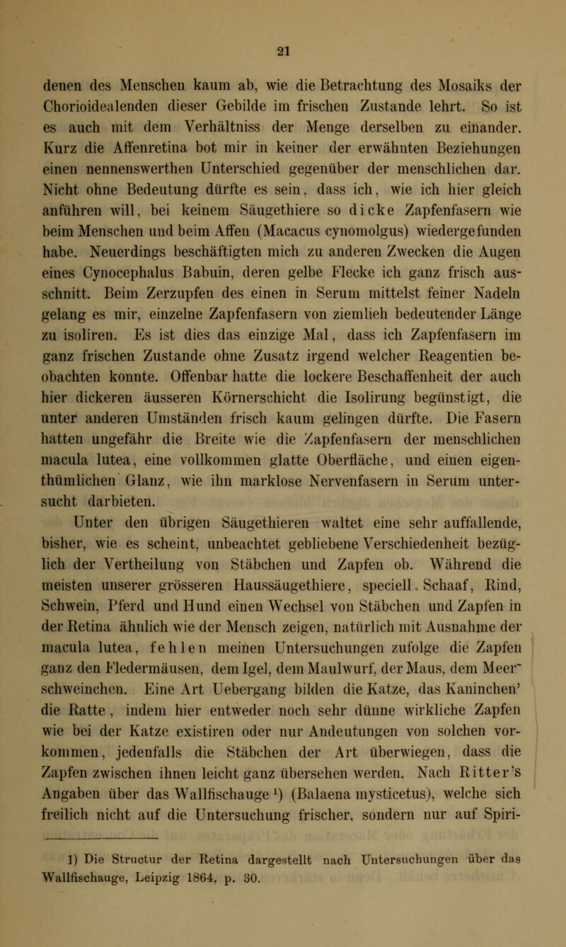 denen des Menschen kaum ab, wie die Betrachtung des Mosaiks der Chorioidealenden dieser Gebilde im frischen Zustande lehrt. So ist es auch mit dem Verhältniss der Menge derselben zu einander. Kurz die Affenretina bot mir in keiner der erwähnten Beziehungen einen nennenswerthen Unterschied gegenüber der menschlichen dar. Nicht ohne Bedeutung dürfte es sein, dass ich, wie ich hier gleich anführen will, bei keinem Säugethiere so dicke Zapfenfasern wie beim Menschen und beim Affen (Macacus cynomolgus) wiedergefunden habe. Neuerdings beschäftigten mich zu anderen Zwecken die Augen eines Cynocephalus Babuin, deren gelbe Flecke ich ganz frisch aus- schnitt. Beim Zerzupfen des einen in Serum mittelst feiner Nadeln gelang es mir, einzelne Zapfenfasern von ziemlieh bedeutender Länge zu isoliren. Es ist dies das einzige Mal, dass ich Zapfenfasern im ganz frischen Zustande ohne Zusatz irgend welcher Reagentien be- obachten konnte. Offenbar hatte die lockere Beschaffenheit der auch hier dickeren äusseren Körnerschicht die Isolirung begünstigt, die unter anderen Umständen frisch kaum gelingen dürfte. Die Fasern hatten ungefähr die Breite wie die Zapfenfasern der menschlichen macula lutea, eine vollkommen glatte Oberfläche, und einen eigen- thümlichen Glanz, wie ihn marklose Nervenfasern in Serum unter- sucht darbieten. Unter den übrigen Säugethieren waltet eine sehr auffallende, bisher, wie es scheint, unbeachtet gebliebene Verschiedenheit bezüg- lich der Vertheilung von Stäbchen und Zapfen ob. Während die meisten unserer grösseren Haussäugethiere, speciell, Schaaf, Rind, Schwein, Pferd und Hund einen Wechsel von Stäbchen und Zapfen in der Retina ähnlich wie der Mensch zeigen, natürlich mit Ausnahme der macula lutea, fehlen meinen Untersuchungen zufolge die Zapfen ganz den Fledermäusen, dem Igel, dein Maulwurf, der Maus, dem Meer schweinchen. Eine Art Uebergang bilden die Katze, das Kaninchen' die Ratte , indem hier entweder noch sehr dünne wirkliche Zapfen wie bei der Katze existiren oder nur Andeutungen von solchen vor- kommen, jedenfalls die Stäbchen der Art überwiegen, dass die Zapfen zwischen ihnen leicht ganz übersehen werden. Nach Ritter's Angaben über das Walllischauge l) (Balaena mysticetus), welche sich freilich nicht auf die Untersuchung frischer, sondern nur auf Spiri- 1) Die Structur der Retina dargestellt nach Untersuchungen über das Wallfischauge, Leipzig 1864, p. 30.