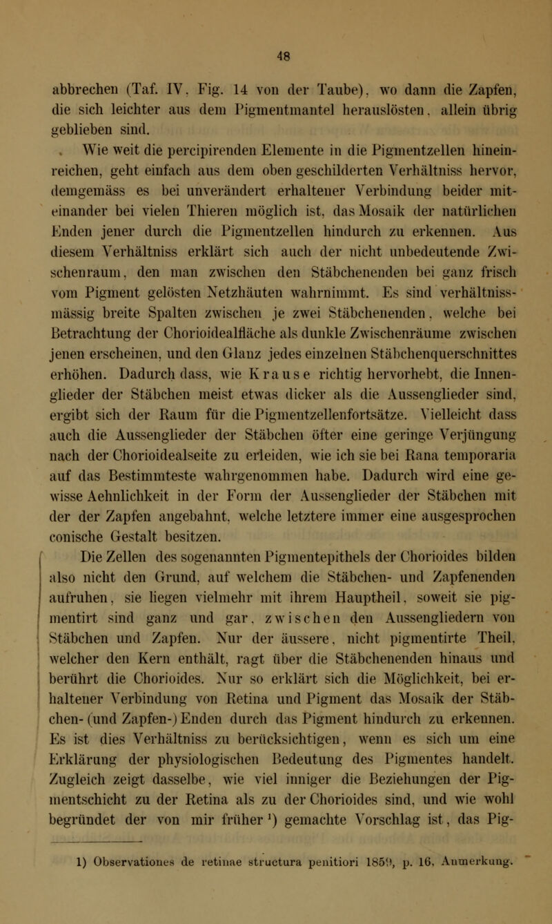 abbrechen (Taf. IV. Fig. 14 von der Taube), wo dann die Zapfen, die sich leichter aus dem Pigmentmantel herauslösten, allein übrig- geblieben sind. Wie weit die percipirenden Elemente in die Pigmentzellen hinein- reichen, geht einfach aus dem oben geschilderten Verhältniss hervor, demgemäss es bei unverändert erhaltener Verbindung beider mit- einander bei vielen Thieren möglich ist, das Mosaik der natürlichen Enden jener durch die Pigmentzellen hindurch zu erkennen. Aus diesem Verhältniss erklärt sich auch der nicht unbedeutende Zwi- schenraum, den man zwischen den Stäbchenenden bei ganz frisch vom Pigment gelösten Netzhäuten wahrnimmt. Es sind verhältniss- mässig breite Spalten zwischen je zwei Stäbchenenden. welche bei Betrachtung der Chorioidealfläche als dunkle Zwischenräume zwischen jenen erscheinen, und den Glanz jedes einzelnen Stäbchenquerschnittes erhöhen. Dadurch dass, wie Krause richtig hervorhebt, die Innen- glieder der Stäbchen meist etwas dicker als die Aussenglieder sind, ergibt sich der Raum für die Pigmentzellenfortsätze. Vielleicht dass auch die Aussenglieder der Stäbchen öfter eine geringe Verjüngung nach der Chorioidealseite zu erleiden, wie ich sie bei Rana temporaria auf das Bestimmteste wahrgenommen habe. Dadurch wird eine ge- wisse Aehnlichkeit in der Form der Aussenglieder der Stäbchen mit der der Zapfen angebahnt, welche letztere immer eine ausgesprochen conische Gestalt besitzen. Die Zellen des sogenannten Pigmentepithels der Chorioides bilden also nicht den Grund, auf welchem die Stäbchen- und Zapfenenden aufruhen, sie liegen vielmehr mit ihrem Hauptheil, soweit sie pig- mentirt sind ganz und gar. zwischen den Aussengliedern von Stäbchen und Zapfen. Nur der äussere, nicht pigmentirte Theil. welcher den Kern enthält, ragt über die Stäbchenenden hinaus und berührt die Chorioides. Nur so erklärt sich die Möglichkeit, bei er- haltener Verbindung von Retina und Pigment das Mosaik der Stäb- chen- (und Zapfen-)Enden durch das Pigment hindurch zu erkennen. Es ist dies Verhältniss zu berücksichtigen, wenn es sich um eine Erklärung der physiologischen Bedeutung des Pigmentes handelt. Zugleich zeigt dasselbe, wie viel inniger die Beziehungen der Pig- mentschicht zu der Retina als zu der Chorioides sind, und wie wohl begründet der von mir früher *) gemachte Vorschlag ist, das Pig- 1) Observationen de retinae structura penitiori 1859, p. 16, Anmerkung.