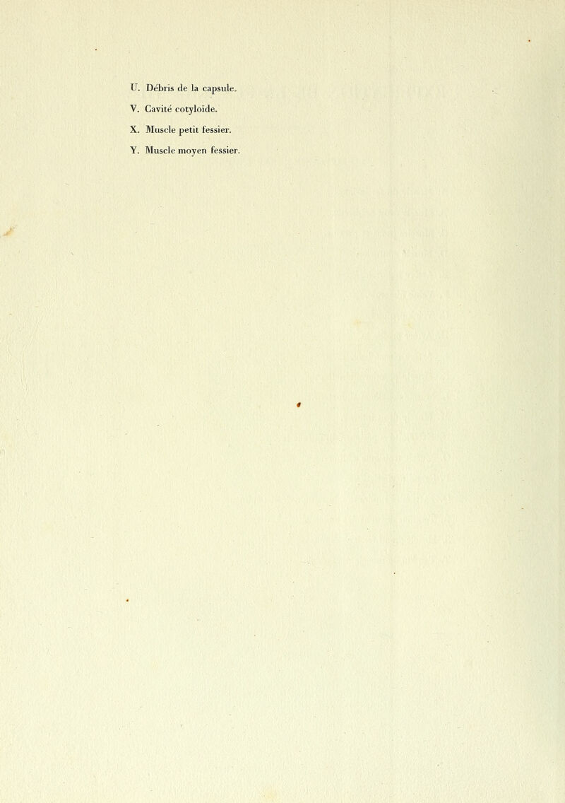 U. Débris de la capsule. V. Cavité cotyloïde. X. Muscle petit fessier. Y. Muscle moyen fessier.