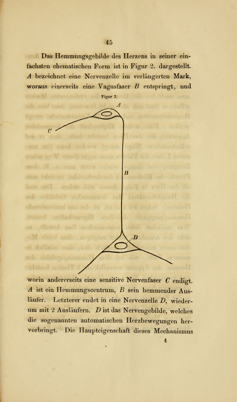 Das Hemmungsgebilde des Herzens in seiner ein- fachsten chematischen Form ist in Figur 2. dargestellt. A bezeichnet eine Nervenzelle im verlängerten Mark, woraus einerseits eine Vagusfaser B entspringt, und Figur 2. A B worin andererseits eine sensitive Nervenfaser C endigt. A ist ein Hemmungscentrum, B sein hemmender Aus- läufer. Letzterer endet in eine Nervenzelle Z), wieder- um mit 2 Ausläufern. D ist das Nervengebilde, welches die sogenannten automatischen Herzbewegungen her- vorbringt. Die Haupteigenschaft dieses Mechanismus 4