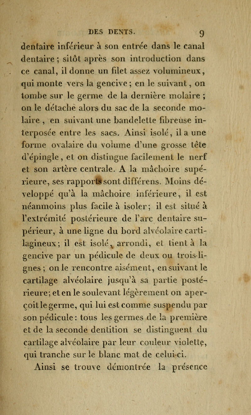 dentaire inférieur à son entrée dans le canal dentaire ; sitôt après son introduction dans ce canal, il donne un filet assez volumineux, qui monte vers la gencive ; en le suivant, on tombe sur le germe de la dernière molaire ; on le détache alors du sac de la seconde mo- laire , en suivant une bandelette fibreuse in- terposée entre les sacs. Ainsi isolé, il a une forme ovalaire du volume d'une grosse tête d'épingle, et on distingue facilement le nerf et son artère centrale. A la mâchoire supé- rieure, ses rapport!sont différens. Moins dé- veloppé qu'à la mâchoire inférieure, il est néanmoins plus facile à isoler; il est situé à l'extrémité postérieure de l'arc dentaire su- périeur, à une ligne du bord alvéolaire carti- lagineux; il est isolé ,# arrondi, et tient à la gencive par un pédicule de deux ou trois li- gnes ; on le rencontre aisément, en suivant le cartilage alvéolaire jusqu'à sa partie posté- rieure; et en le soulevant légèrement on aper- çoit le germe, qui lui est comme suspendu par son pédicule : tous les germes de la première et de la seconde dentition se distinguent du cartilage alvéolaire par leur couleur violette, qui tranche sur le blanc mat de celui-ci. Ainsi se trouve démontrée la présence