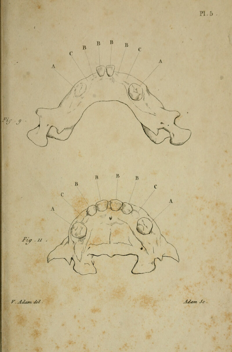 B B B » B Fia . 21 Adam Je