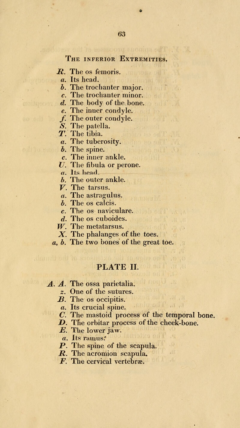 The inferior Extremities. R. The OS femoris. a. Its head. b. The trochanter major. c. The trochanter minor. d. The body of the bone. e. The inner condyle. f. The outer condyle. S. The patella. T: The tibia. a. The tuberosity. h. The spine. c. The inner ankle. ?7. The fibula or perone. a. Its head. h. The outer ankle. V. The tarsus. «. The astragulus. b. The OS calcis. c. The OS naviculare. d. The OS cuboides. IF. The metatarsus. X. The phalanges of the toes. a, b. The two bones of the great toe. PLATE II. A. The ossa parietalia. z. One of the sutures. -S. The OS occipitis. a. Its crucial spine. C. The mastoid process of the temporal bone. X). The orbitar process of the cheek-bone. E. The lower jaw. a. Its ramus.' P. The spine of the scapula. R. The acromion scapula. F. The cervical vertebrae.
