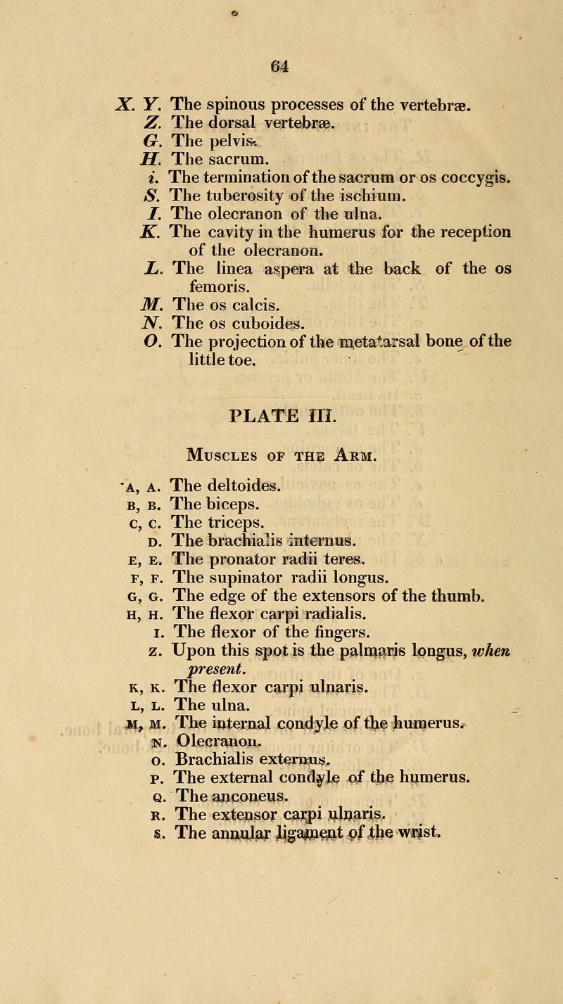 m X. Y. The spinous processes of the vertebrae. Z. The dorsal vertebrae. G. The pelvis-, H. The sacrum. i. The termination of the sacrum or os coccygis. S. The tuberosity of the ischium. I. The olecranon of the ulna. K. The cavity in the humerus for the reception of the olecranon. L. The linea aspera at the back of the os femoris. M. The OS calcis. N. The OS cuboides. O. The projection of the metatarsal bone of the little toe. PLATE III. Muscles of the Arm. 'A, A. The deltoides. B, B. The biceps. c, c. The triceps. D. The brachialis internus. E, E. The pronator radii teres. F, F. The supinator radii longus. G, G. The edge of the extensors of the thumb. H, H. The flexor carpi radialis. I. The flexor of the fingers. z. Upon this spot is the palir^^ris longus, when present. K, K. The flexor carpi ulnaris. L, L. The ulna. 04, M. The internal condyle of tl;Le Jiumerus* us. Olecranon. o. Brachialis exteraais, p. The external condyle of tlje humerus. Q. The anconeus. R. The extensor carpi i;ljjaris. s. The anaula^ Mgaffi^t pf ib® wi^st.