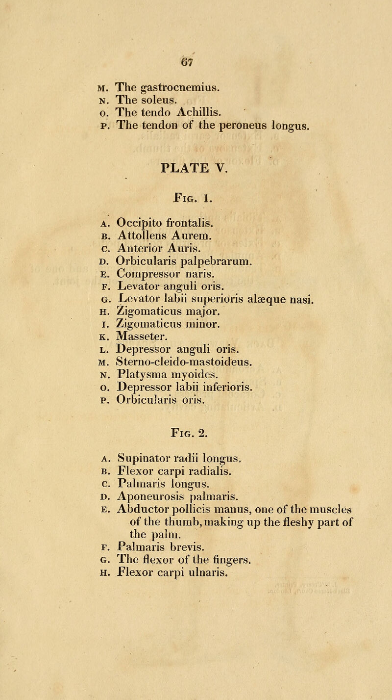 M. The gastrocnemius. N. The soleus. o. The tendo Achillis. p. The tendon of the peroneus longus. PLATE V. Fig. 1. A. Occipito frontalis. B. Attollens Aurem, c. Anterior Auris. D. Orbicularis palpebrarum. E. Compressor naris. F. Levator anguli oris. G. Levator labii superioris alaeque nasi. H. Zigomaticus major. I. Zigomaticus minor. K. Masseter. L. Depressor anguli oris. M. Sterno-cleido-mastoideus. N. Platysma myoides. o. Depressor labii inferioris. p. Orbicularis oris. Fig. 2. A. Supinator radii longus. B. Flexor carpi radialis. c. Palmaris longus. D. Aponeurosis palmaris. E. Abductor pollicis manus, one of the muscles of the thumb, making up the fleshy part of the palm. F. Palmaris brevis. G. The flexor of the fingers. H. Flexor carpi ulnaris.