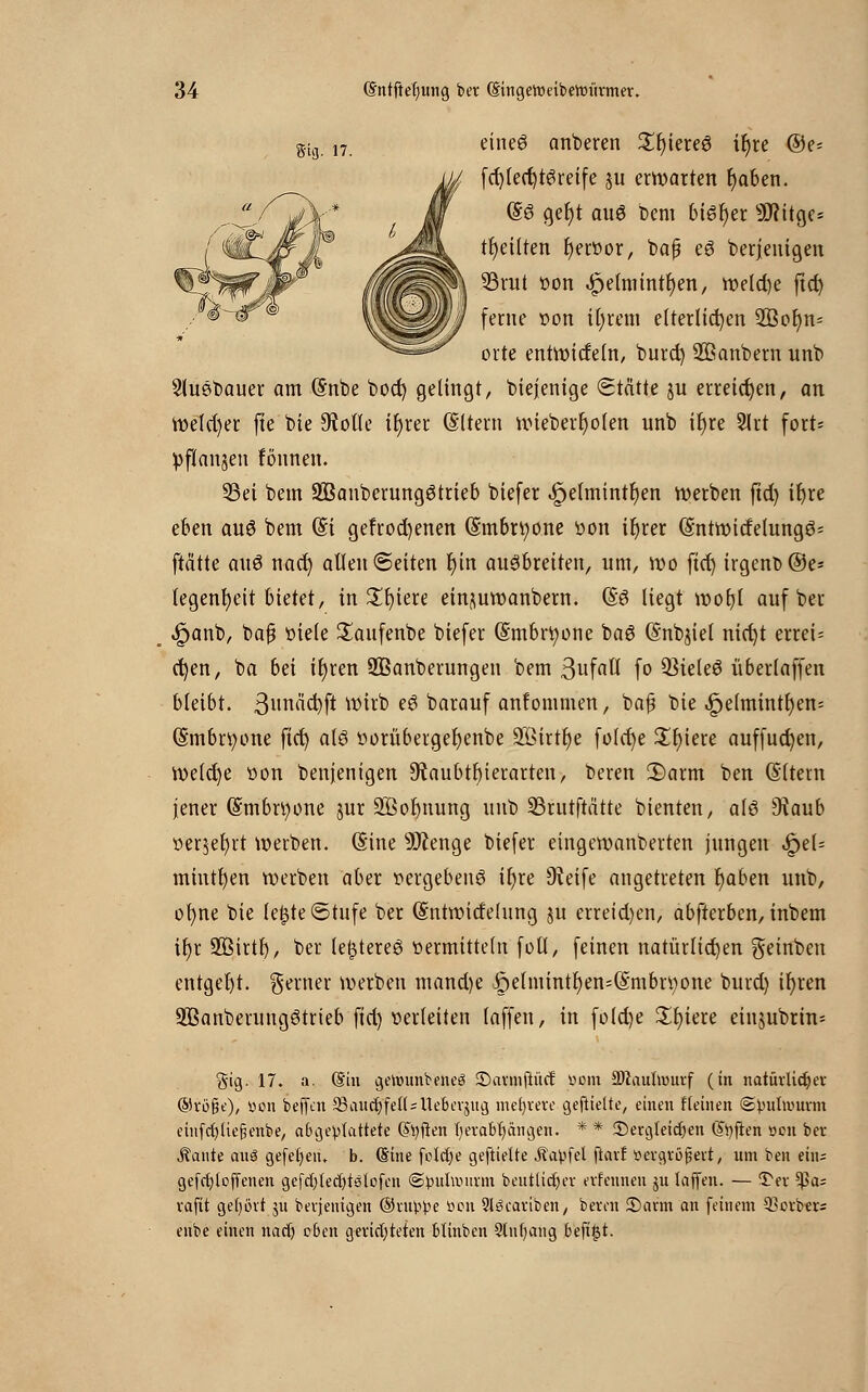 5.ig 17 eines anberen £r)iereS ir)re ©e= fd)(ecr)tSreife ju erwarten fyaben. (§S ger)t aus bem bisher 3ERitgc= teilten fjeröor, baß eS beteiligen Brut von ^etmtnt^en, weld)e ftd) ferne von ifjrem elterlichen 2Bor)n= orte entwickeln, burd) SfiSanbem unb SluSbauer am (Snbe bod) gelingt, biejenige Stätte ju erreichen, an welcher fte bie 9?olle ir)rer (Sltern lieberI)ölen unb ifyre 3lrt fort- pflanzen tonnen. 23ei bem SBanberungStrieb biefer .£)e(mintr)en werben ftd) ifyre cbm aus bem (Si gefrocfyenen (§mbtt;one von ifyrer (SntwitfelungS= ftätte auS nad) allen Seiten t)in ausbreiten, um, wo ftd) irgent>@e* (egenfyeit bietet, in £f)iere ein^uwanbern. (§S liegt wot)l auf ber ^>anb, bafj viele Saufenbe biefer (Smbrfyone baS (Snbjiel nid)t errei= d)en, ba bei il)ren SBanberungeu bem Sufatl fo Q3teleS überlaffen bleibt, ßnw^^ft WJttt» eS barauf anfommen, ba£ bie .£je(mintt)en= (Smbrtyone ftct) als vorübergefyenbe 9Birtt)e fold)e £r)iere auffud)en, welche von benjenigen 9taubtt)ierarten, bereu 3)arm ben ©Item jener (Smbrtyone jur 9Bot)nung unb SBrutftätte bienten, als Oiaub verjefyrt werben. (Sine 9ftenge biefer eingewanberten jungen QeU mintfyen werben aber vergebens ir)re 9teife angetreten r)aben unb, ofyne bie (ef$te©tnfe ber (Sntwicfehtng ju erreid)en, abfterben, inbem if)r 2Birtf), ber le^tereS vermitteln foll, feinen natürlichen geinben entgeht, geraer werben mand)e |)e[niintr)en=(§mbrv)one burd) if)ren SBanberungStrieb fid) verleiten (äffen, in fold)e Spiere einjubrin= §ig. 17. a. Sin gettninbeneö ©armftürf: üom ^Maulwurf (in natürlicher @röjüe), öon bejfcn 33aucr;fe(UUeber$ug mehrere geftielte, einen flehten Spulwurm ein(ct)(ie§enbe, abgeplattete (Soften l)erabf)ängen. * * ^Dergleichen Sofien öen ber ^ante ans gefetjeiu b. (Sine foldje geftielte itapfel ftarf vergrößert, um beu eins gefcfyloffenen gefctylectyrölofeu (Spulwurm beutlidjcr erfennen ju laffen. — Ter ^>as rafft geeint ju berjenigen ©ruppe bon 2l3cariben, beron ©arm an feinem Berbers enbe einen nact) eben gerichteten Minben Slntjang beftgt.