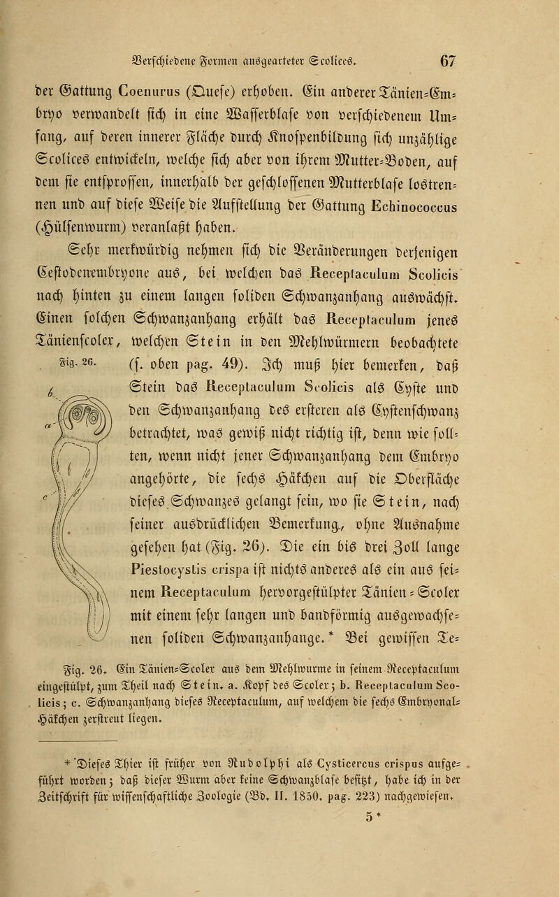 ber ©attung Coenurus (Duefe) erhoben. (Sin anberer^änien^m* brtyo tterroanbelt ftd) in eine SBafferbtafe üon öerfd)iebenem Um- fang, auf beten innerer gläd)e burd) Änofpenbttt)ung ftct) un^lige <5colice6 entroirfeln, welche fid) aber t>on it)rem ^utter^oben, auf bem jte entfproffen, innerhalb ber gefcfyloffenen SJcutterblafe lo6tren= nen unb auf biefe Sßeife bie 2luffielumg ber ©attung Echinococcus (.fpülfetmmrm) fleranlaft l)aben. Set)r- merfroürbig nehmen ftd) bie 23eränberungen beseitigen (Sefiobenembn;one auö, bä roeld)en ba6 Receptaculum Scolicis nad) hinten ju einem langen foliben @c^iüanjanl)ang auöroäcfyft (Sinen folgen «Sd)Wanäanl)ang erhält baS Receptaculum jeneö £cinienfcoter, roelcb/en «Stein in ben 9Jcel)ltt>ürmern beobachtete S'3-26. (f. 05en pag. 49). 3^ mujj ^er bemerfen, ba£ (Stein baS Receptaculum Scolicis atö (£i)fte unD ben Sct)roan$ant)ang beS elfteren a(3 Gt.t)ftenfd)roanj betrachtet, was gerotp nictjt richtig tft, benn wie füll- ten, wenn nict)t jener «Scfyroanjanfjang bem (§mbn;o angehörte, bie fecf)3 ipäfcften auf bie Dberfla'cfye biefe3 ©cb;man,5eö gelangt fein, wo fie «Stein, nad) feiner au6brücf(td)en ©emerhing., oI)ne 2tu^nal)me gefefyen t)at (§ig. 26). 2)ie ein biö brei ßoil lange Piestocyslis crispa ift nid)tö anbereö alö ein auö fei= nem Receptaculum r)ert>orgeftütpter Manien = <3coler mit einem fet)r langen unb banbförmig auögeroücrjfe* nen foliben ©c^roanjan^ange. * Sei geroiffen %z* gig. 26* ©in £äniens@colet* aus bem 4.Diet)inmrme in (einem 9teceptacuium eitigefiülpt, §um Xfjeil nac^> ©teilt* a. Äopf beö @coler5 b. Receptaculum Sco- licis; c. ©ctjtoanjanfyang biefeö Steceptacutum, auf tt>eifern bie fed)<3@mbrtyonals .£>äfcf)en jerjireut liegen» * 'Siefeö %t)iex ijt früher »cn 9tuboI^tjt aU Cysticercus crispus aufge; fütjrt toorbenj baf biefer Söurm aber feine ©cf)n)anj6(afe beft§t, f)abe tef) in ber Seitfd^rift für iüiffenfcfyaftlicfye Sootogie (33b, II. 1850. pag. 223) nacfygetoiefen.. 5*