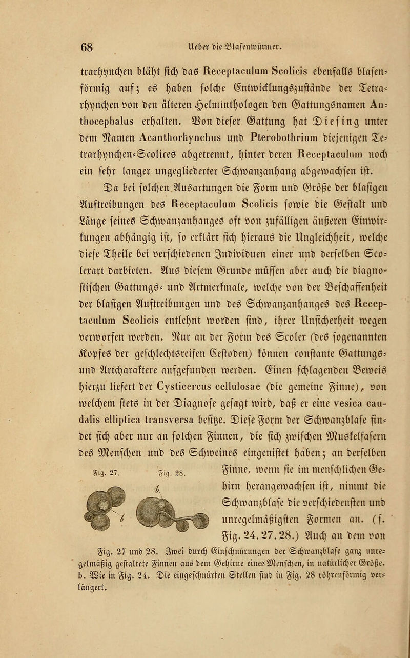 trarr)tmct)en blaf)t ftet) baS Pieceptaculum Scolicis ebenfalls btafen* förmig auf; eS l)aben fotcfye (SntwitflungSjuftänbe ber £etra* rt)t;nd)en t»on ben älteren ^elmtntlwtogen ben ©attungSnamen An* thoeephalus erhalten. 93on tiefer ©attung f)at 2)iefing unter bem tarnen Acanthorhynchus unt) Pterobothrium biejenigen %i- trart)t)nd)en*(5colice3 abgetrennt, hinter beren Receptaculum nod) ein fefyr langer ungegtieberter <5d)Wan$anf)ang abgeworfen ift. 2)a bei folgen Ausartungen bie gorm unb ©röße ber blafigen Sluftreibungen bcö Receptaculum Scolicis fowie bie ©eftatt unb Sänge feines ©d)Wan$anf)angeS oft tton jufältigen äußeren (Sinwir* fungen abhängig ift, fo erflärt fiel) IjierauS bie Ungleichheit, weld)e biefe £l)eile bei verfd)tebenen Snbvtnbuen einer unb berfelben €>co= lerart barbieten. 3luS biefem ©runbe muffen aber aud) bie biagno» ftifcfyen ©attungS* unb Slrtmerfmale, weld)e tton ber 33efd)affenf)eit ber blafigen Sluftreibungen unb beS <Sd)wan$anr)angeS beS Recep- taculum Scolicis entlehnt worben ftnb, ifyrer Unfid)ert)eit wegen üerworfen werben. 9?ur an ber gorm beS ©cole.r (beS fogenannten Kopfes ber gefd)led)tSreifen (Seftoben) fönnen eonftante ©attungS* unb s2lrtd)araftere aufgefunben werben, ©inen fd)(agenben 23ewciS fyierju liefert ber Cysticercus cellulosae (bie gemeine ginne), üon welchem ftetS in ber !Diagnofe gefagt wirb, bafj er eine vesica cau- dalis elliptica transversa beftfce. ÜMefe gorm ber @d)Wan$blafe fin* bet ftd) aber nur an fold)en ginnen, bie ftd) jwifdjen 9ttugfelfafern beS sJSJ?enfd)en unb beS ©d)weineö eingeniftet fyaben; an berfelben gig. 27. giG. 2s. ginne, wenn fte im menfd)lid)en®e* ^—x l bim r)erangewad)fen ift, nimmt bie t  ~~^ <5d)wan$blafe bie oerfdjiebenften unb 6 ^HBjBjgr^fe unregelmäpigften gormen an. (f. gig.24.27.28.) Slud) an bem von §ig, 27 unb 28. 3»ei buref) (Sinfcr)nürungen ber ©cfyr-anjbtafe gan<$ unre= gelmafjig gefaltete Sinns» aus bem ©efn'rne eineöSftenfdjen, in natürlicher ©vö§e. b. 2Bie in $ig. 24. 2>ie etngefdmürten ©fetten ftnb in §tg. 28 röhrenförmig »er= läugevt.