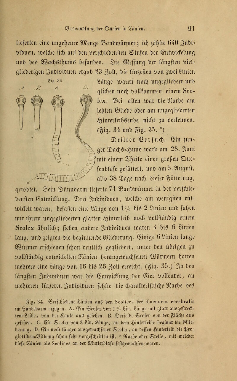 lieferten eine ungeheure 9J?enge 23anbwürmer; id) jär)(te 640 3nbi* »ibuen, wetd)e ftd) auf ben tterfd)iebenften ©tufen ber (Sntwitfefung unb be6 2ßad)3tr)umi3 befanben. 2)ie SHeffung ber längften üiel* glieberigen 3nbhnt>uen ergab 23 $oU, bie fürjeften öon gwefStnien Sänge waren nod) ungegliebert nnb glichen nod) üoUfommcn einem Sco- lex. 23ei allen War bie 9tfarbe am legten ©Hebe ober am ungeglieberten £interleiböenbe nidjt ju »crfenncn. (gig. 34 unb gtg. 35. *) dritter SSerfucf). Sin jun- ger 2)ac^6^unb warb am 28. Sunt [rj mit einem £r)eile einer grofen Due= ^y fenblafe gefüttert, unb am5.51uguft, ^'■^ÜJSJJJJS^ alfo 38 Sage nad) biefer Fütterung, getöbtet. ©ein SHmnbarm lieferte 71 23anbwürmer in ber t>erfct)te= benften (gntwttflung. 2)ret ^nbwibuen, welche am wenigfien ent= widelt waren, befapen eine Sänge üon lJ/2 hie 2 Sinien unb far)en mit ifu-em ungeglieberten glatten Hinterleib nod) ttoOftänbig einem Scolex äbnlid); fteben anbere 3nbwibucu waren 4 bis 6 Sinien lang, unb jeigten bie beginnenbe@lieberung. (Sinige 6 Sinien lange SÖürmer erfd)ienen fd)on bentlid) geglicbert, unter ben übrigen ju sottftänbig entwicfeltcn Manien f)erangewad)fenen Söürmcrn Ratten mehrere eine Sänge öon 16 biö 26 ßoll crreidyt. ($ig. 35.) 3n ben längften 3nbwit>uen war bie ©ntwidlung ber (Ster »olTenbet, an mehreren fürjeren ^nbitubueu fehlte bie d)arafteriftifd)e 9?arbe beö $ig. 34. SSerfdjtebene Xänien aus ben Scolices beö Coenurus cerebralis im^unbebarm erjogen. A. (Sin ©eckt ttott l3/4 Sin. Sänge mit glatt aneigeftred= temSeibe, ücn ber staute auö gefeljen. B. 2)erfelbe ©coler Bon ber glädje anö gefefien. C. (Sin ©coler »on 3 Sin. Sänge, an bem .§interleibe Beginnt bie ©He; feentng. D. (Sin nod) länger au3getvad)fener ©coler, an beffen Hinterleib bie $ro= gtottibens'öitbung fdjon fet)r oorgefdjritten tji. * Dlarbe ober ©teile, mit Neider biefe Xanten aU Scolices an ber SUntterblafe feftgeroadjfen maren.