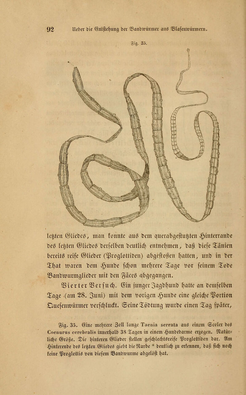 gig. 35. legten ©liebeö, man tonnte au$ bem querabgeftu^ten ipinterranbe beö testen ©liebes betreiben beutticr) entnehmen, bafj bicfe Tanten bereits reife ©lieber (^rogtottiben) abgeflogen Ratten, unb in ber Xfyat waren bem ^unbe fct)on mehrere Soge »or feinem Sobe 33anbwurmglieber mit ben gäceö abgegangen. Vierter 93erfuct). ©in junger3agbr)unb fyatte an bemfelben Sage (am 28. 3uni) mit bem vorigen ^>unbe eine gleite Portion Duefenwürmer uerfcfytutft. Seine Söbtung würbe einen Sag fpäter, §ig. 35. (Sine mehrere 3oIl lange Taenia serrata aus einem @coler beS Coeuurus cerebralis innerhalb 38 Magert in einem ^unbebavme erjogen. 91atür- licfyc ©röße. £>te Hinteren ©lieber fetten gefcfylecfitsreife ^roglottiben bat. 9lm ^»intevenbe beS testen ©liebes giebt bie Stark * beutUdj ju erfennen, baß ftcr) ncd) feine ^koglottis »on biefem 93anbnnirme abgetojt Ijat.