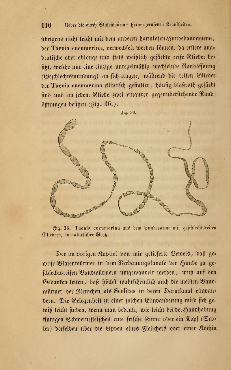 HO \Ubex t>ie burd) 93Iafeniv»urmcr feevücvgerufenen Ätanfljeitcn. übrigens nid)t teicfyt mit bem anberen fyarmlofen^unbebanbwurme, ber Taenia cucumerina, ttermed)fe(t werben tonnen, ba erftere qua= bratifcfye ober oblonge unD ftetö weifjtid) gefärbte reife ©lieber U- fifjt, we(d)e nur eine einige unregelmäßig wecfyfelnbe 9tanböffnung (@efd)lerf)t3münbung) an fid) trag.cn, wäfyrenb bie reifen ©lieber ber Taenia cucumerina etliptifcr) geftaltet, fyäufig blaßrotb gefärbt ftnb unb an jebem ©liebe §wei einanber gegenüberftefyenbe 9?nnb= Öffnungen befreit (§ig. 36.;. gtg. 30. $iij. 36. Taenia cucumerina ouö bem -§unbebarme mit gefdjtedjtSreifetl ©ttebetn, in natüvltdjev ©vöfje. 2)er im vorigen Äapitel »on mir gelieferte ^Beweis, bajj ge= wiffe 23lafenwürmer in bem Q3erbauungöfanale ber £unbe ju ge^ fcfytedjtereifen 23anbwürmern umgemanbelt werben/ muß auf ben ©ebanfen leiten, baß fyödjfi tt>at)rfc^einltd) and) bie meiften 23anfc Würmer ber 9Jtenfd)en alö Scolices in beren 2)armfanal einwan* bem. SMe ©etegenfyeit ju einer fo(d)en (Sinwanberung wirb ftct) ge; Wiß leid)t finben, wenn man bebenft, wie leicht bei ber <£)anbr)abung finnigen <Sd)Weinefteifct)eö eine frifd)e ginne ober ein .ftopf (@co* ler) berfelben über bie Sippen eines gleifcfyerS ober einer ,ftöd)in