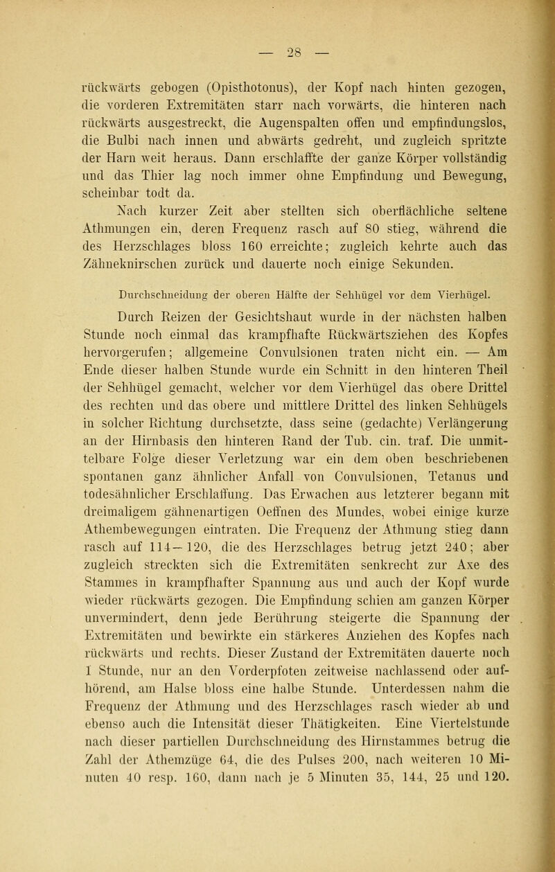 rückwärts gebogen (Opisthotonus), der Kopf nach hinten gezogen, die vorderen Extremitäten starr nach vorwärts, die hinteren nach rückwärts ausgestreckt, die Augenspalten offen und empfindungslos, die Bulbi nach innen und abwärts gedreht, und zugleich spritzte der Harn weit heraus. Dann erschlaffte der ganze Körper vollständig und das Thier lag noch immer ohne Empfindung und Bewegung, scheinbar todt da. Nach kurzer Zeit aber stellten sich oberflächliche seltene Athmungen ein, deren Frequenz rasch auf 80 stieg, während die des Herzschlages bloss 160 erreichte; zugleich kehrte auch das Zähneknirschen zurück und dauerte noch einige Sekunden. Durchschueidung der oberen Hälfte der Selihügel vor dem Vierliügel. Durch Reizen der Gesichtshaut wurde in der nächsten halben Stunde noch einmal das krampfhafte Rückwärtsziehen des Kopfes hervorgerufen; allgemeine Convulsionen traten nicht ein. — Am Ende dieser halben Stunde wurde ein Schnitt in den hinteren Theil der Sehhügel gemacht, welcher vor dem Vierhügel das obere Drittel des rechten und das obere und mittlere Drittel des linken Sehhügels in solcher Richtung durchsetzte, dass seine (gedachte) Verlängerung an der Hirnbasis den hinteren Rand der Tub. ein. traf. Die unmit- telbare Folge dieser Verletzung war ein dem oben beschriebenen spontanen ganz ähnlicher Anfall von Convulsionen, Tetanus und todesälmlicher Erschlaffung. Das Erwachen aus letzterer begann mit dreimaligem gähnenartigen Oeffnen des Mundes, wobei einige kurze Athembewegungen eintraten. Die Frequenz der Athmung stieg dann rasch auf 114—120, die des Herzschlages betrug jetzt 240; aber zugleich streckten sich die Extremitäten senkrecht zur Axe des Stammes in krampfhafter Spannung aus und auch der Kopf wurde wieder rückwärts gezogen. Die Empfindung schien am ganzen Körper unvermindert, denn jede Berührung steigerte die Spannung der Extremitäten und bewirkte ein stärkeres Anziehen des Kopfes nach rückwärts und rechts. Dieser Zustand der Extremitäten dauerte noch I Stunde, nur an den Vorderpfoten zeitweise nachlassend oder auf- hörend, am Halse bloss eine halbe Stunde. Unterdessen nahm die Frequenz der Athmung und des Herzschlages rasch wieder ab und ebenso auch die Intensität dieser Thätigkeiten. Eine Viertelstunde nach dieser partiellen Durchschneidung des Hirnstammes betrug die Zahl der Athemzüge 64, die des Pulses 200, nach weiteren 10 Mi- nuten 40 resp. 160, dann nach je 5 Minuten 35, 144, 25 und 120.