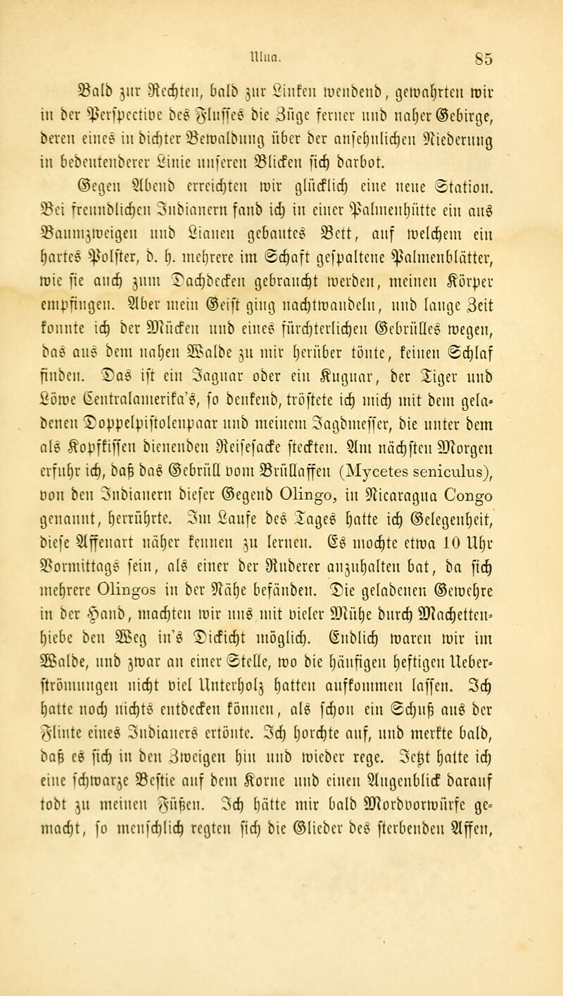 S3a(b jiir fÄed^teii, balh 5ur 2\ntm iiicnbcnb, gctünf)rtcii mir in ber ^erfpcctibe be^ 3'l[fe^ bie 3n9e feiner inib iinEier ©ebirge, bereu eince in bid)ter ©eroalbnng über ber anfe^nlic^en 9liebermig in bcbcutcnberer Üinic unfcren 5BIicfeu [ic^ barbot. ©eijeu Slbenb erreicfjten rcir glücflic^ eine neue Station. S5ci frennblicf)en Snbianern fanb id) in einer ^^almen^ütte ein an§ S^aninjireigen nnb öianen gcbouteg 23ett, auf mel(^cm ein fiartee ^^^oI[ter, b. \). nicljrere im (Scfiaft gefpaltene ^^alnienblätter, roie fie anc^ jnm I'Qc^bccfen gebraucfit werben, meinen Körper empfingen. 5lber mein ®eift ging nac^tiranbeln, nnb lange Seit fonnte ic^ ber ä)lncfen nnb einec^ fnrcf)ter(ic^cn (SebrüQc^ roegen, ba^ ane bcni natjen SSalbe ju mir Ijcrübcr tönte, feinen «Schlaf finben. I)as ift ein Saguar ober ein ^ugnar, ber Seiger nnb Söroe (£entra(amerifa'^, fo benfenb, tröftete icf) micf) mit bem gela» benen 'S)oppe(piftolenpanr nnb meinem Sagbmeffer, bie nnter bem ole ^opffiffen bienenben Oteifefacfe ftecften. 2Jm näcf)[ten 2)lorgcu erfuf)r icf), ba^ ha^ ©cbriid üom 35rü[laffeu (Mycetes seniculus), üon ben 3nbinnern biefer ©egenb Olingo, in 9licarngna Congo genannt, ^errüfirte. 3ni Sanfe bes lagee ^atte id) Gelegenheit, biefe Slffenart näf)er fennen ^^u lernen. ©^ mo(f)te cttüa 10 U^r S5ormittage fein, a(§ einer ber 9!uberer anjn^alten bat, ba fid^ mehrere Olingos in ber ^läfie befänbcn. ^ie gclabenen ©etne^rc in ber §anb, niacf)tcn mir nng mit üicler 9}iüt)e bnrc^ SJ^aifietten» diebe ben Sßeg inö ®icficf)t möglicf). Snblicf) lüaren mir im Söalbc, imb ^mar an einer ©teile, mo bie tjänfigen heftigen Ueber- ftrömnngen nic^t biet Unterfjolj t)atten anffonimeu (äffen. 3c^ f)atte nod) nichts entbecfen fönnen, al^ fcfion ein (2cf)n| an§ ber yliute einee 3nbianer9 ertönte. 3cf) [)orcf)te anf, unb merfte balb, bo^ cg ficf) in ben 3n)eigen ^in nnb micber rege. 3et3t ^alte ic^ eine frf)tt)arje S5eftie onf bem torne unb einen 51ugenblicf baranf tobt yi meinen ^-ÜBen. Tscf) ijätk mir ba(b äRorbDortuiirfc ge= mQcf)t, fo mcn)d)lic^ regten fid} bie ©lieber bce fterbenben 5lffen,