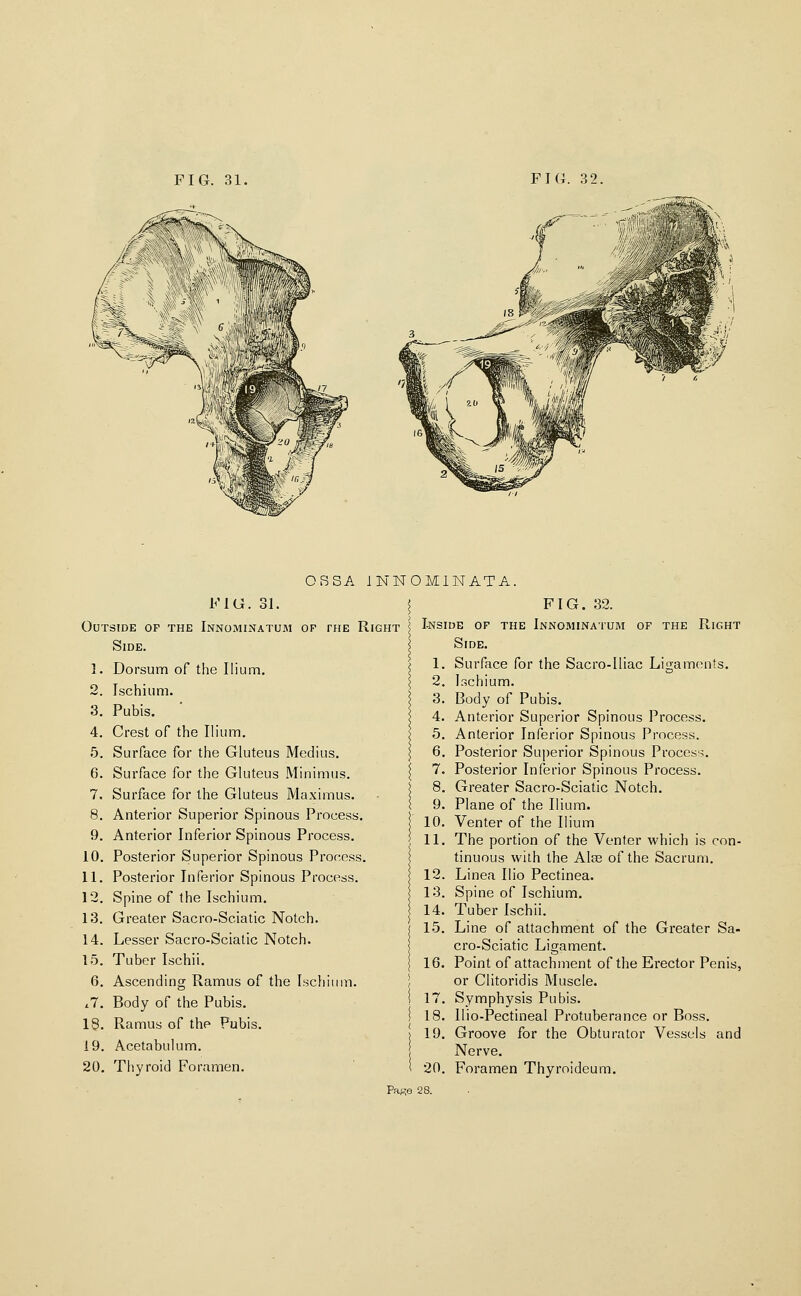 OSSA INN b'lG. 31. Outside of the Innominatum of the Right Side. 1. Dorsum of the Ilium. 2. Ischium. 3. Pubis. 4. Crest of the Ih'um. 5. Surface for the Gluteus Medius. 6. Surface for the Gluteus Minimus, 7. Surface for the Gluteus Maximus. 8. Anterior Superior Spinous Process. 9. Anterior Inferior Spinous Process, 10. Posterior Superior Spinous Process. 11. Posterior Inferior Spinous Process. 12. Spine of the Ischium. 13. Greater Sacro-Sciatic Notch. 14. Lesser Sacro-Sciatic Notch. 15. Tuber Ischii. 6, Ascending Ramus of the Ischiuiu. .7. Body of the Pubis. 18. Ramus of the Pubis. 19. Acetabulum. 20. Thyroid Foramen, OMINATA. ! FIG. 32. I I-NsiuE OP THE Innominatum of the Right I Side. > 1. Surface for the Sacro-Iliac Ligaments. > 2, Ischium, 3. Body of Pubis. 4. Anterior Superior Spinous Process. 5. Anterior Inferior Spinous Process. 6. Posterior Sujjerior Spinous Process. 7. Posterior Inferior Spinous Process. 8. Greater Sacro-Sciatic Notch, 9. Plane of the Ilium. 10. Venter of the Ilium 11. The portion of the Venter which is con- tinuous with the Alse of the Sacrum, 12. Linea Ilio Pectinea. 13. Spine of Ischium. 14. Tuber Ischii. 15. Line of attachment of the Greater Sa- cro-Sciatic Ligament. 16. Point of attachment of the Erector Penis, or Clitoridis Muscle. 17. Symphysis Pubis, 18. Ilio-Pectineal Protuberance or Boss, 19. Groove for the Obturator Vessels and Nerve. 20. Foramen Thyroideum.