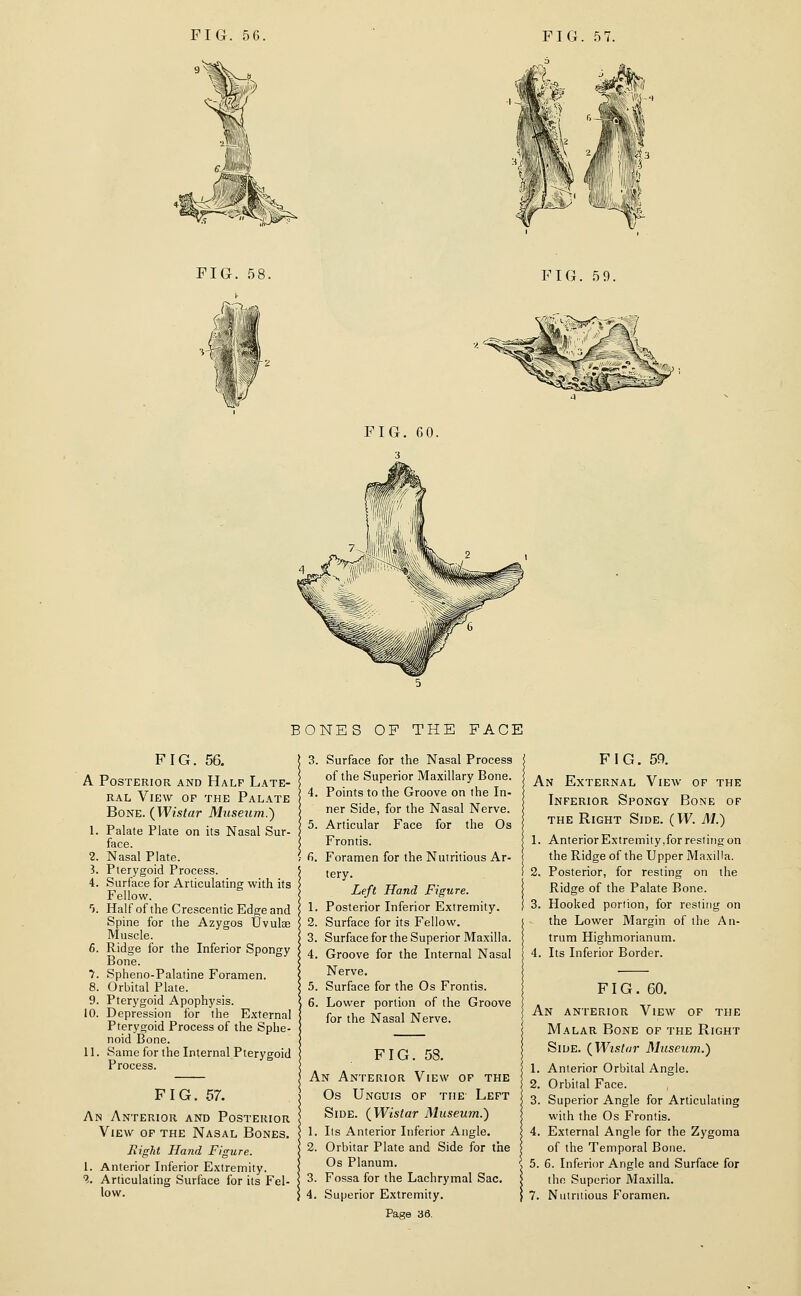 FIG. 59. FIG. 56. A Posterior and Half Late- ral View of the Palate Bone. {Wistar Museum.) 1. Palate Plate on its Nasal Sur- face. 2. Nasal Plate. B. Pterygoid Process. 4. Surface for Articulating with its Fellow. 5. Half of the Crescentic Edge and Spine for the Azygos Uvulae Muscle. 6. Ridge for the Inferior Spongy Bone. 7. Spheno-Palatine Foramen. 8. Orbital Plate. 9. Pterygoid Apophysis. 10. Depression for the External Pterygoid Process of the Sphe- noid Bone. 11. Same for the Internal Pterygoid Process. FIG. 57. An Anterior and Posterior View of the Nasal Bones. Hight Hand Figure. 1. Anterior Inferior E.\tremity. ■?. Articulating Surface for its Fel- low. BONES OF THE FACE 3. Surface for the Nasal Process of the Superior Maxillary Bone. 4. Points to the Groove on the In- ner Side, for the Nasal Nerve. 5. Articular Face for the Os Frontis. Pi. Foramen for the Nutritious Ar- tery. Left Hand Figure. 1. Posterior Inferior Extremity. 2. Surface for its Fellow. 3. Surface for the Superior Maxilla. 4. Groove for the Internal Nasal Nerve. 5. Surface for the Os Frontis. 6. Lower portion of the Groove for the Nasal Nerve. FIG. 58. An Anterior View op the Os Unguis of the- Left Side. {Wistar Museum.) 1. lis Anterior Inferior Angle. 2. Orbitar Plate and Side for the Os Planum. 3. Fossa for the Lachrymal Sac. 4. Superior Extremity. Page 36. FIG. 5P. An External Vieav op the Inferior Spongy Bone of the Right Side. (W. M.) 1. AnteriorExtremity.for resting on the Ridge of the Upper Maxilla. 2. Posterior, for resting on the Ridge of the Palate Bone. 3. Hooked portion, for resting on the Lower Margin of the An- trum Highmorianum. 4. Its Inferior Border. FIG. 60. An anterior View of the Malar Bone of the Right Side. (^Wistar Museum.) 1. Anterior Orbital Angle. 2. Orbilal Face. 3. Superior Angle for Articulalmg with the Os Frontis. 4. External Angle for the Zygoma of the Temporal Bone. 5. 6. Inferior Angle and Surface for the Superior Maxilla. 7. Nutritious Foramen.